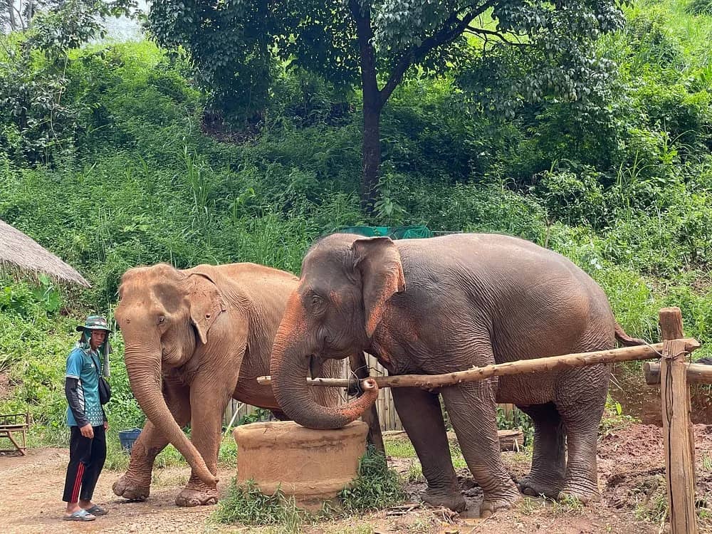 Elephant In Wild Sanctuary - Half Day Morning - photo 3