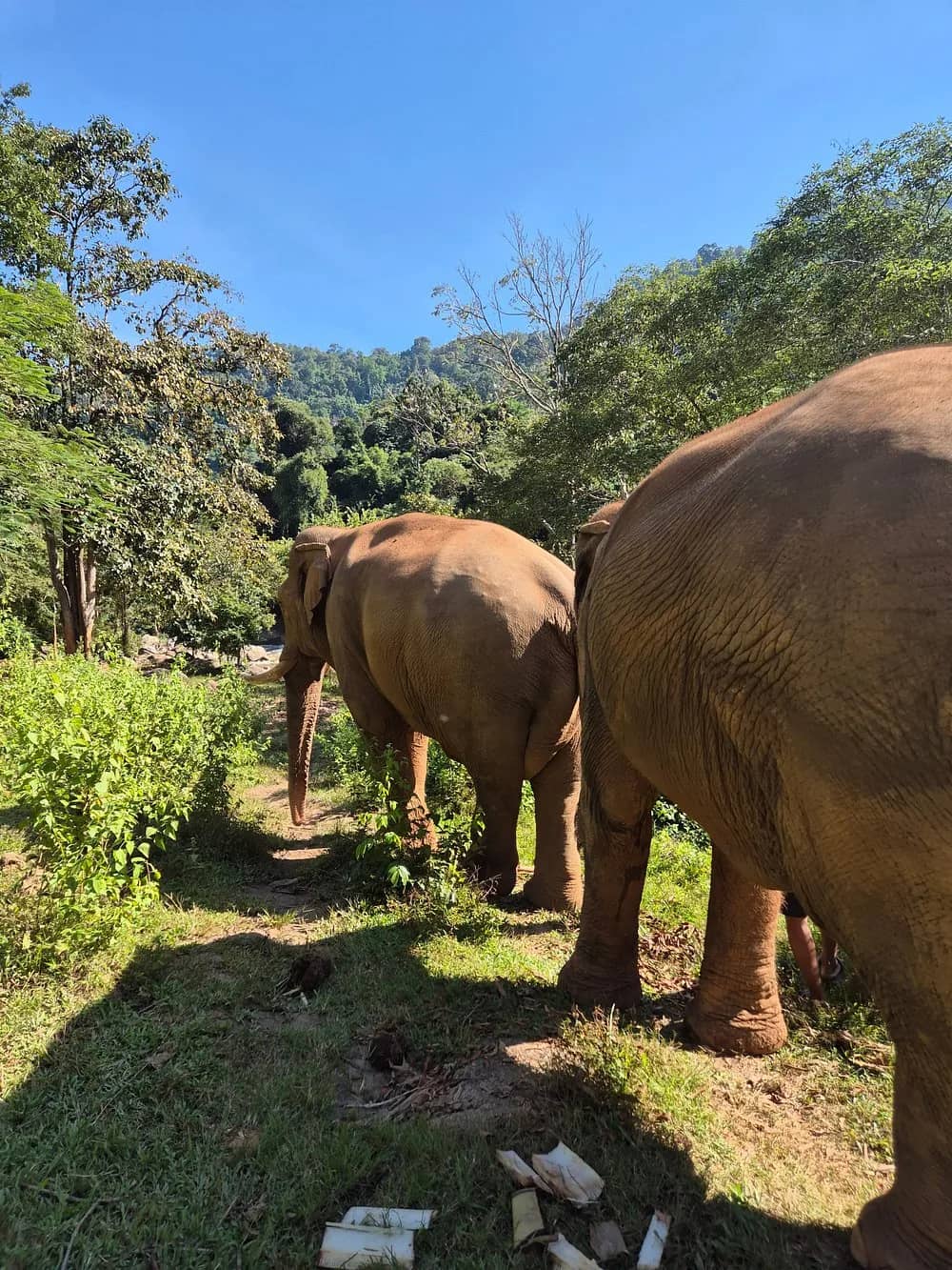 Elephant In Wild Sanctuary - Half Day Morning - photo 4