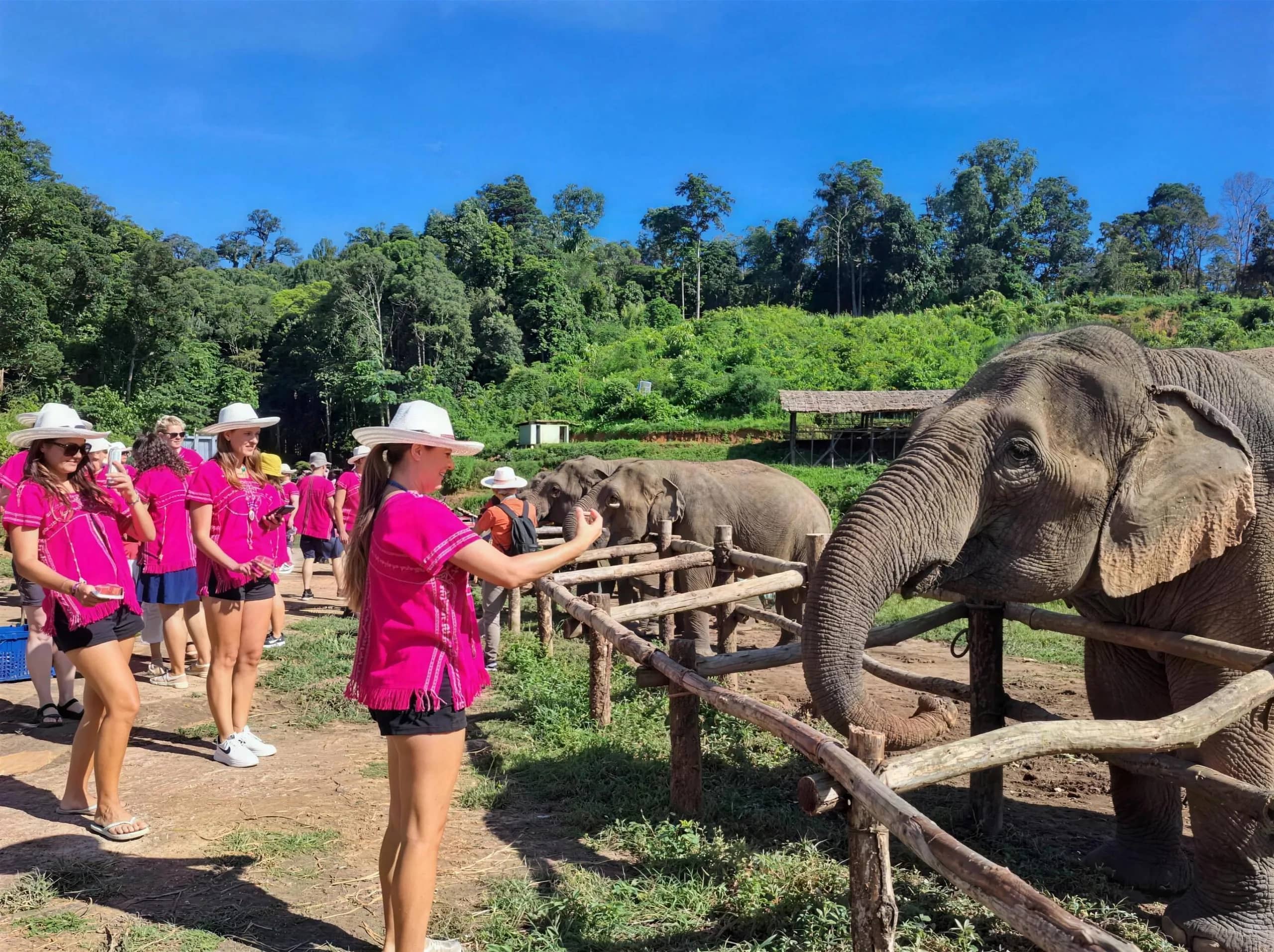 Visitors in pink tops and white hats hand food to elephants reaching over a wooden fence.