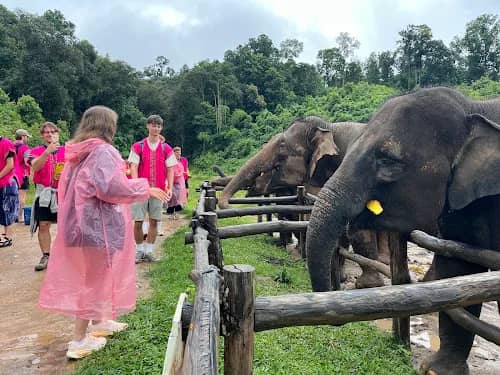 Elephant Observation & Golden Sunrise at Suthep Temple - photo 8