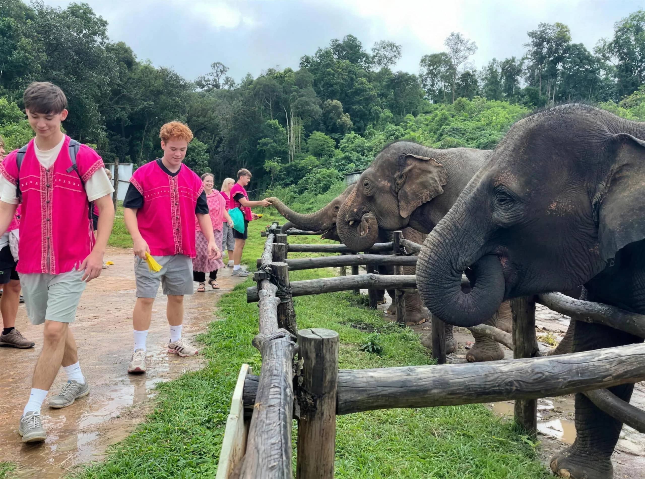 Elephants stretch their trunks over a wooden fence toward visitors in pink tops on a path