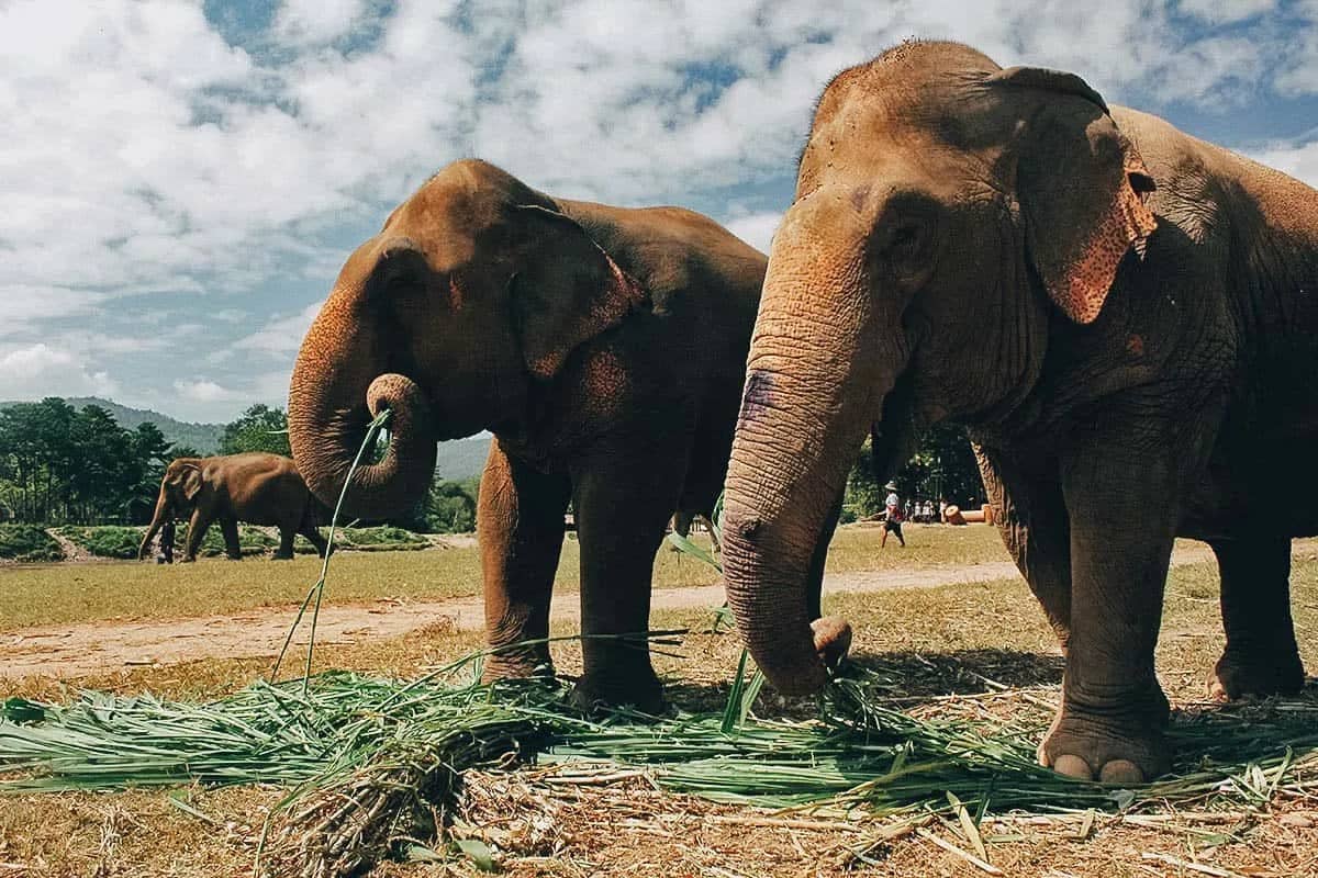 Elephant One Day, with optional bamboo rafting - Johnny Boy