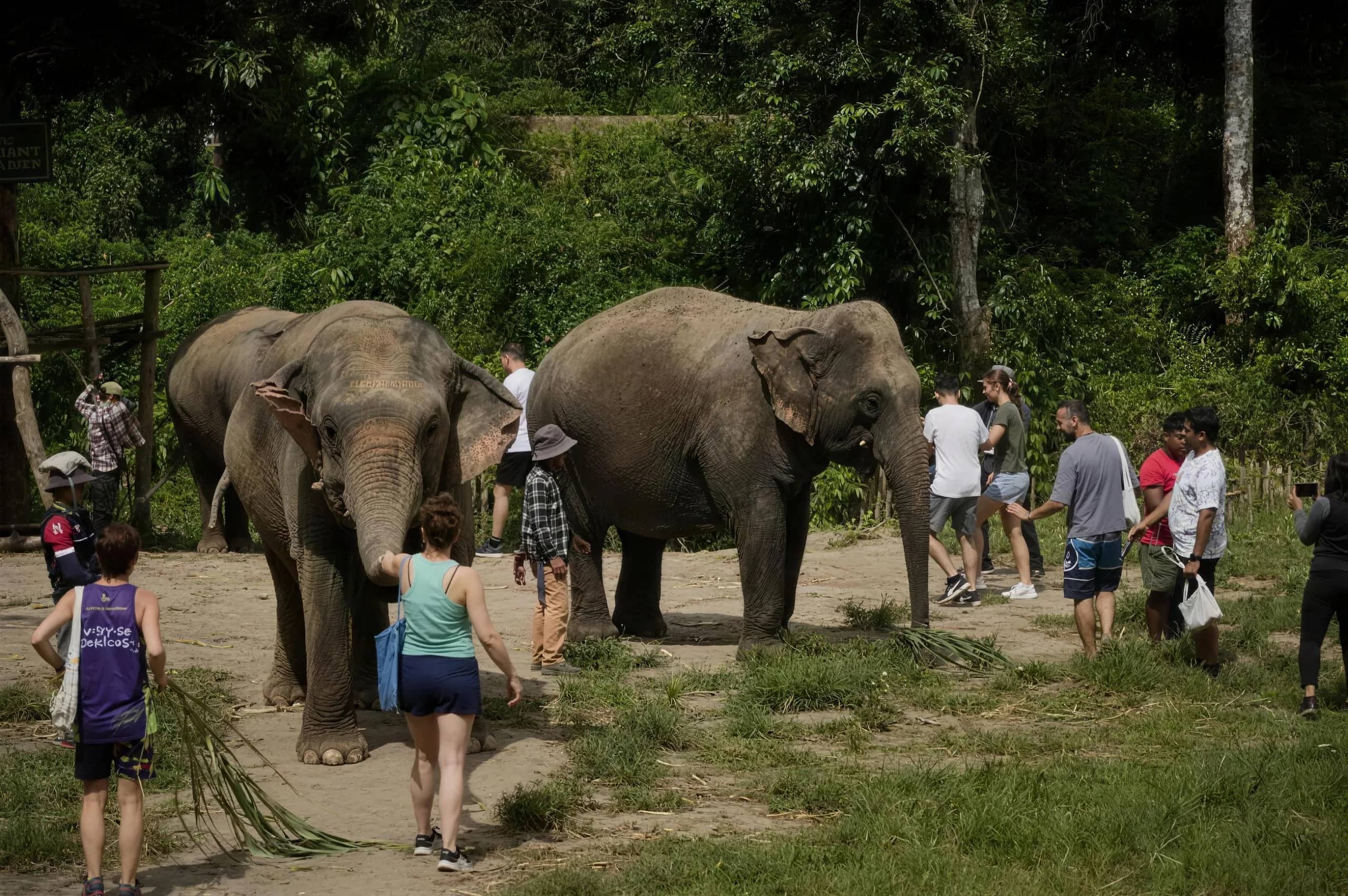 Visitors gather around two elephants on a grassy clearing at the edge of the forest