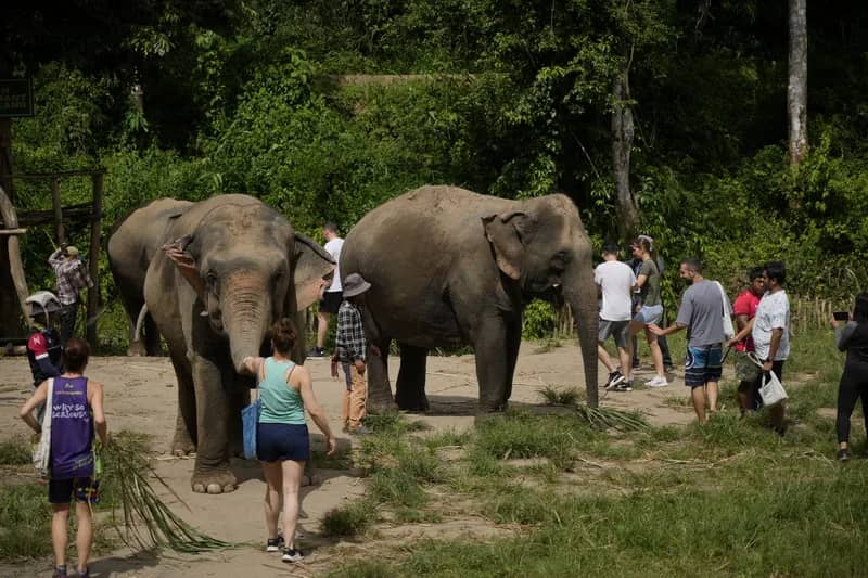 Elephant Sanctuary and Thai Cooking Workshop - photo 2