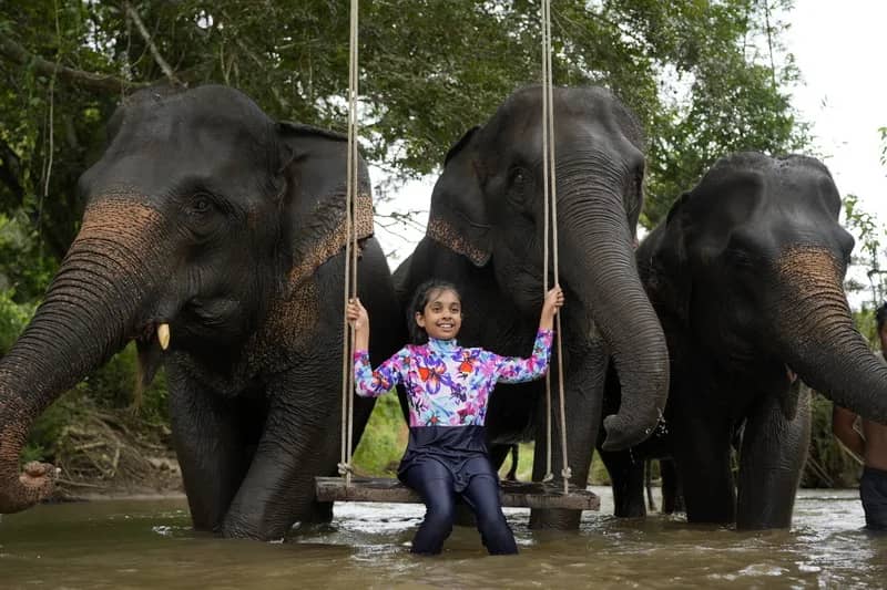 Elephant Sanctuary and Thai Cooking Workshop - photo 4