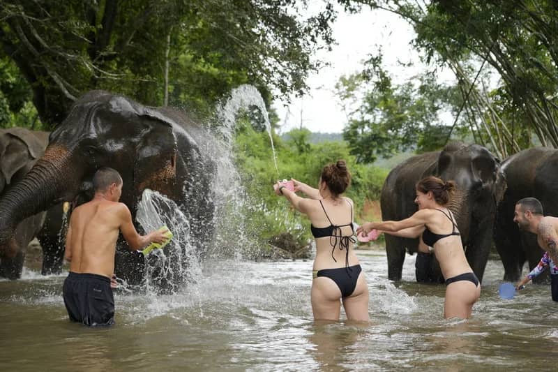 Elephant Sanctuary and Thai Cooking Workshop - photo 7