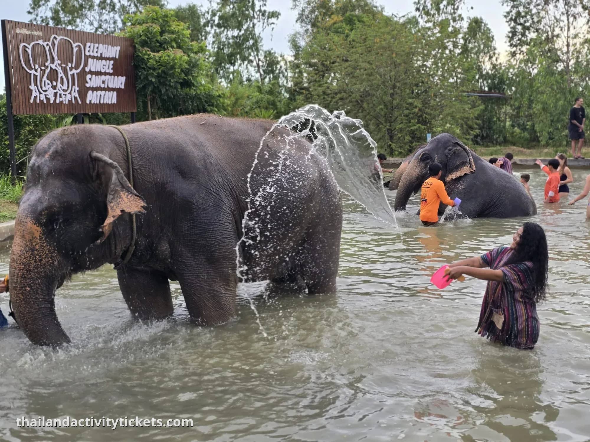 Feed and Bath - Elephant Jungle Sanctuary Pattaya