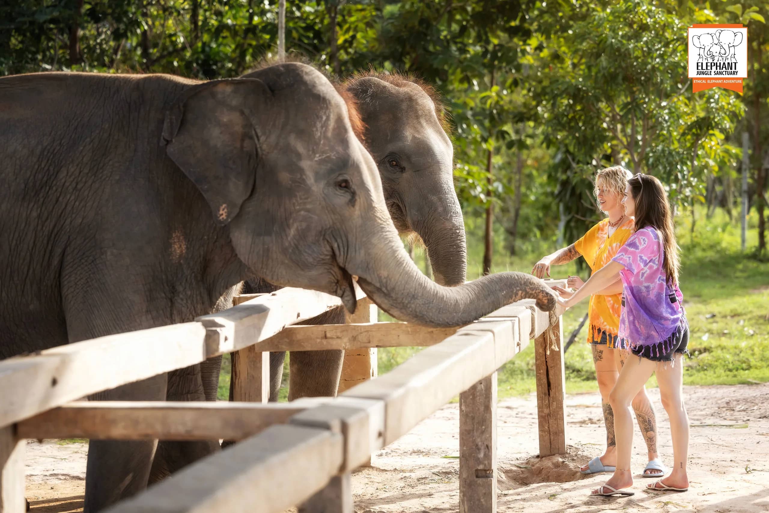 Feed and Shower at Elephant Jungle Sanctuary Chiang Mai (photo 2)