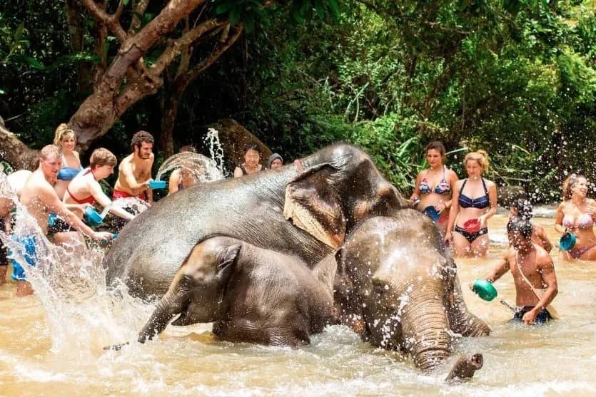 Feed and Shower - Elephant Jungle Sanctuary Samui