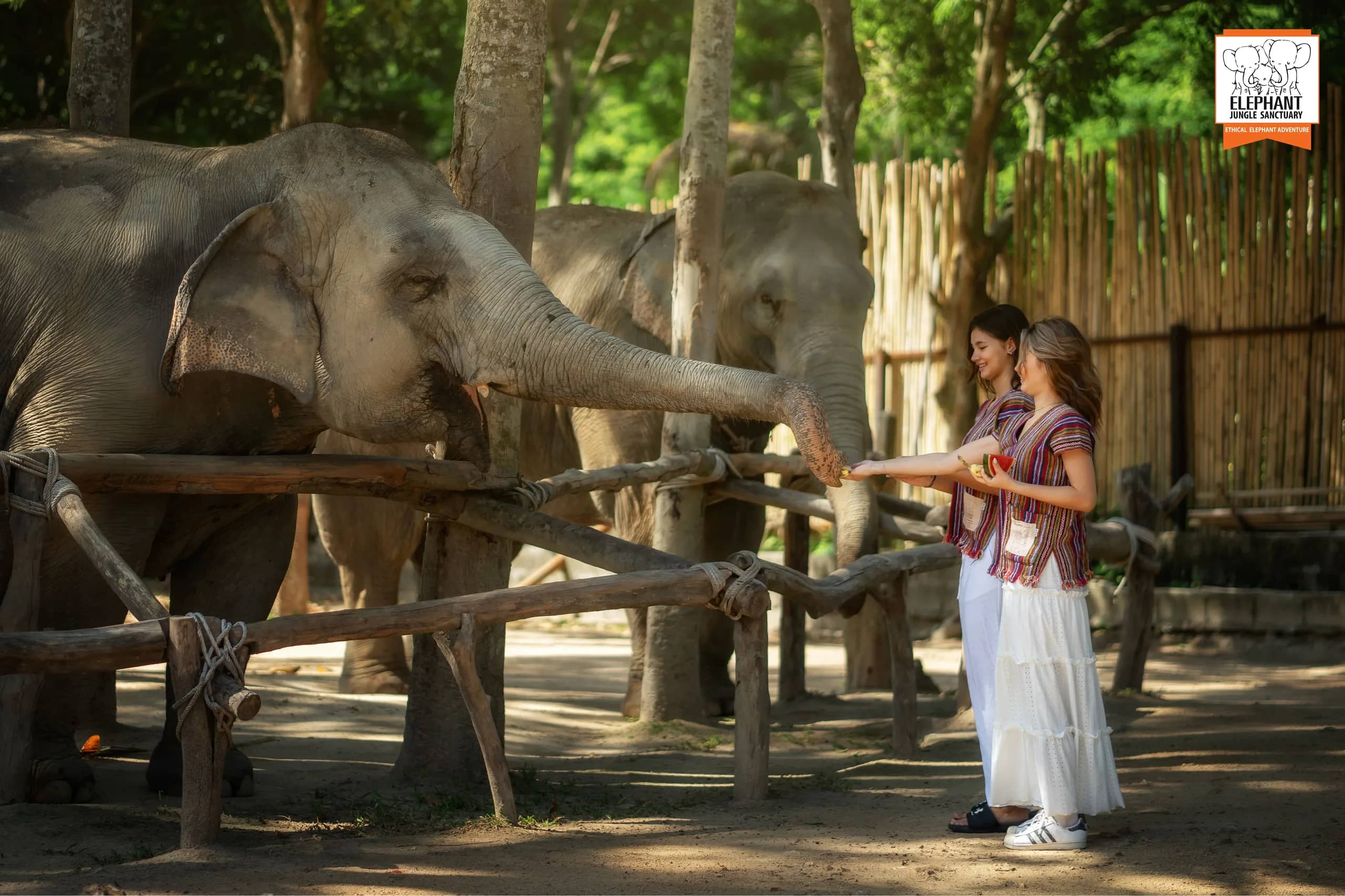 Feed and Shower at Elephant Jungle Sanctuary Samui (photo 2)