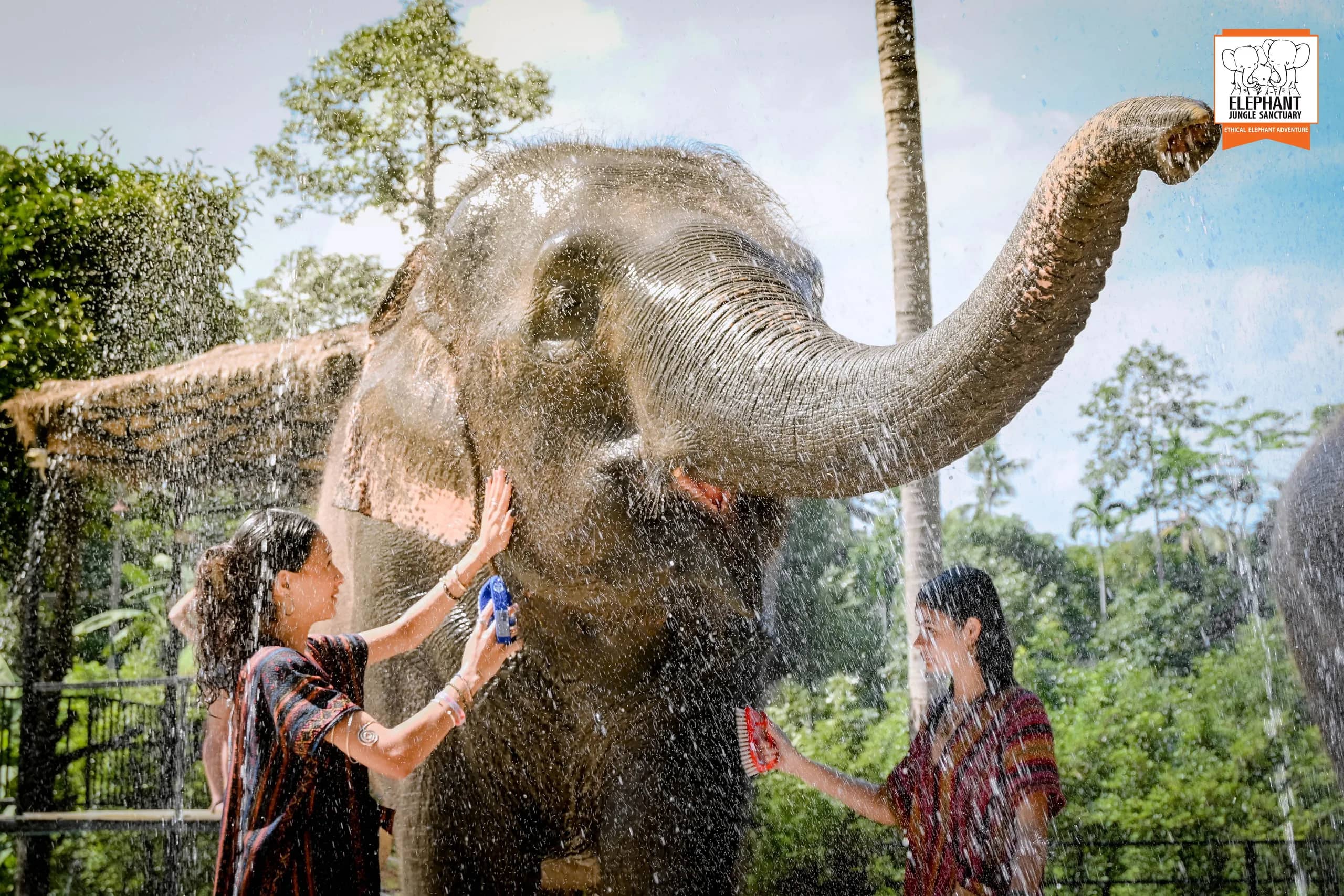 Feed and Shower at Elephant Jungle Sanctuary Samui (photo 1)