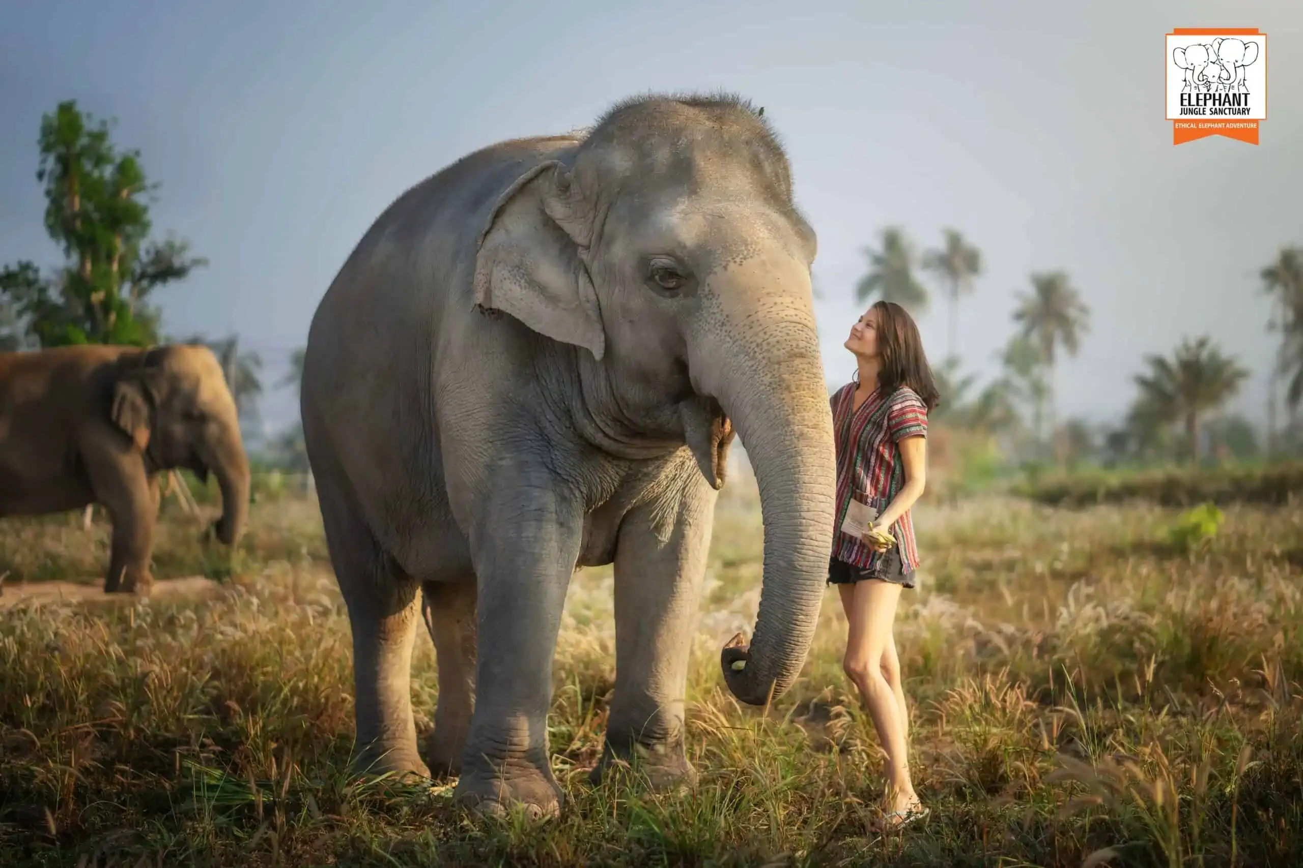 Feed Me - Elephant Jungle Sanctuary Pattaya
