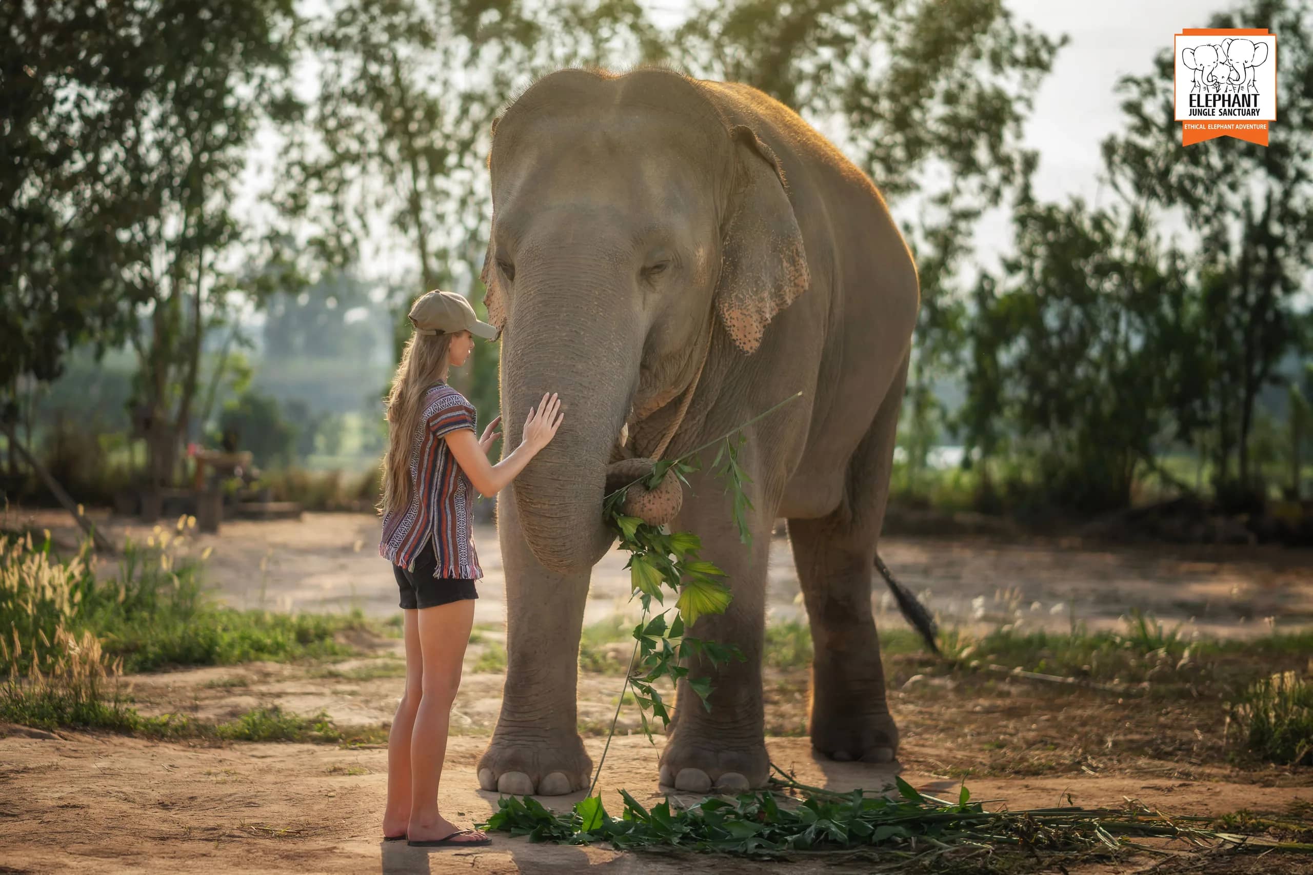 Feed Me at Elephant Jungle Sanctuary Pattaya (photo 3)