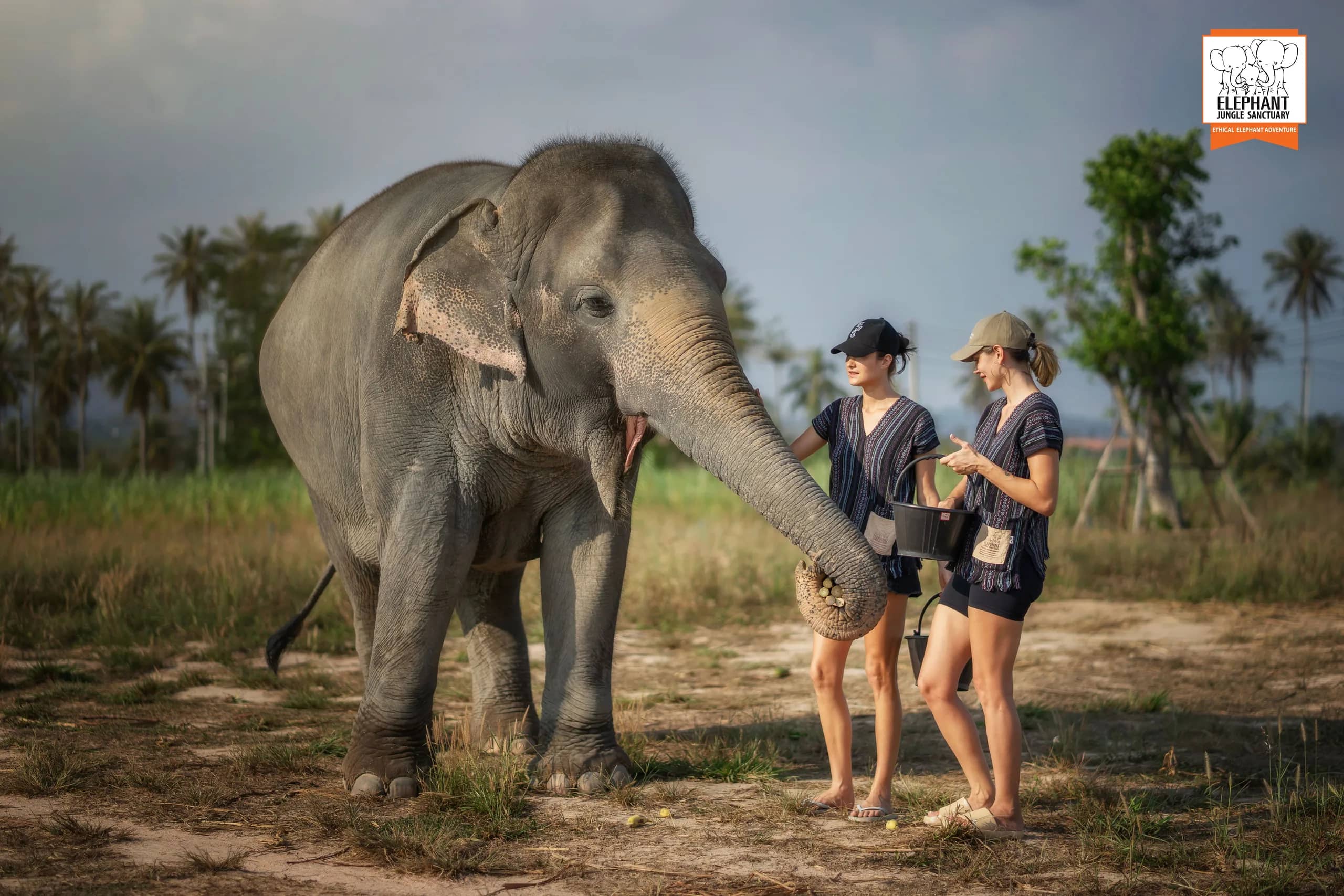 Feed Me at Elephant Jungle Sanctuary Pattaya (photo 4)