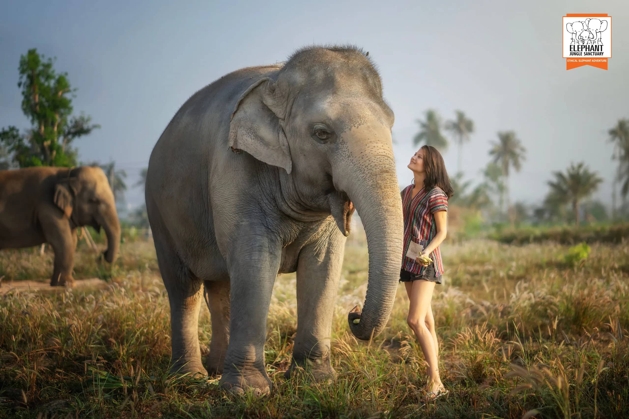 Feed Me - Elephant Jungle Sanctuary Pattaya