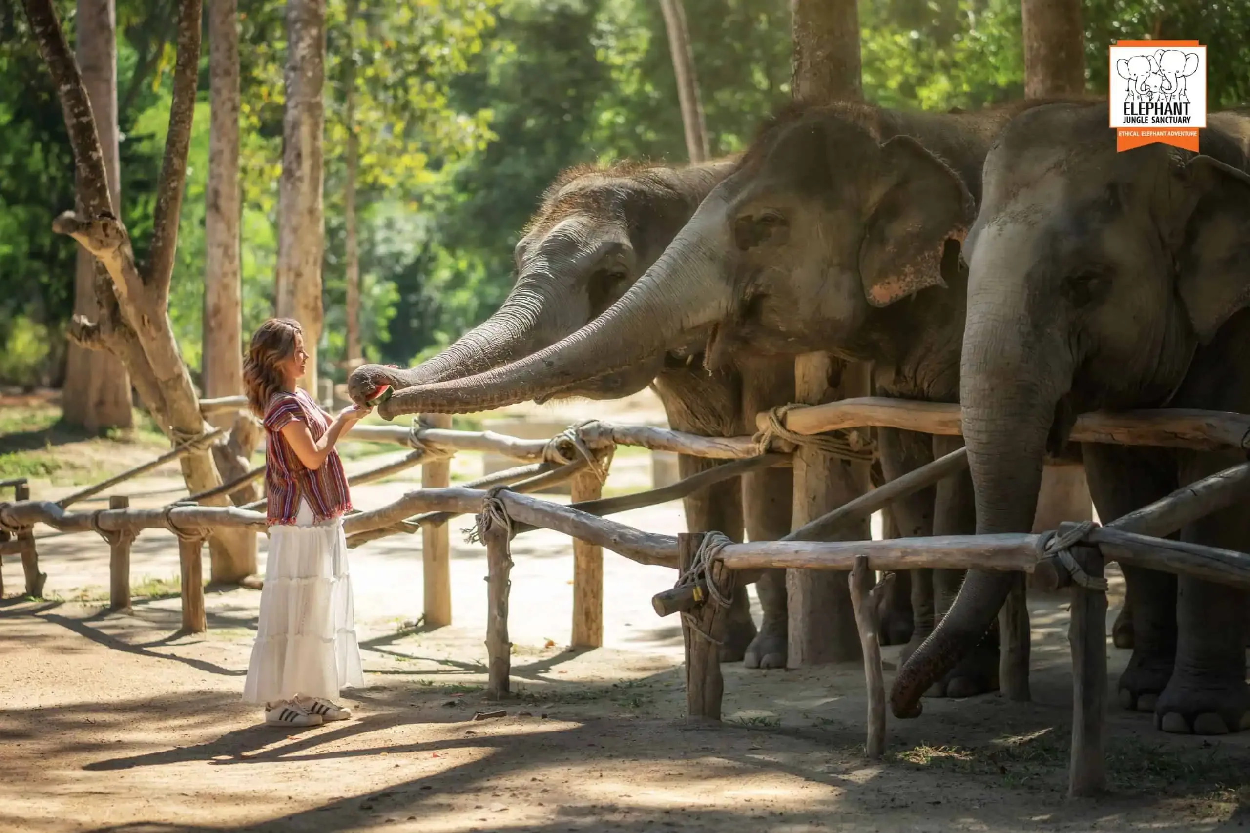 Feed Me - Elephant Jungle Sanctuary Samui
