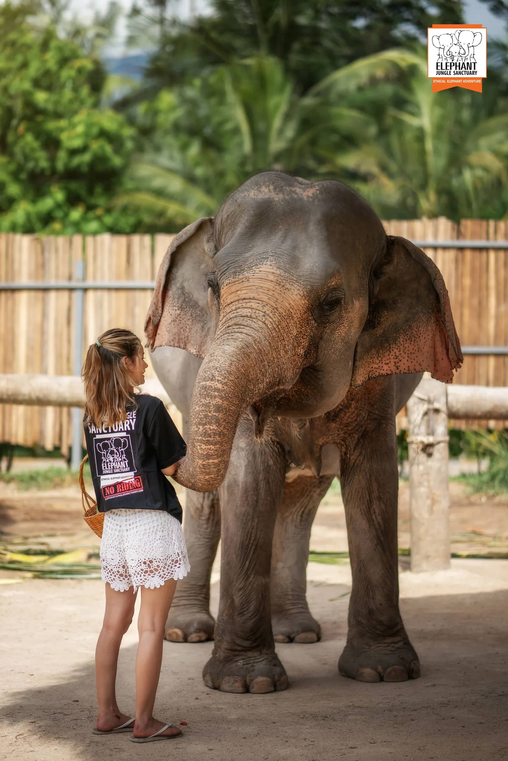 Feed Me at Elephant Jungle Sanctuary Samui (photo 7)