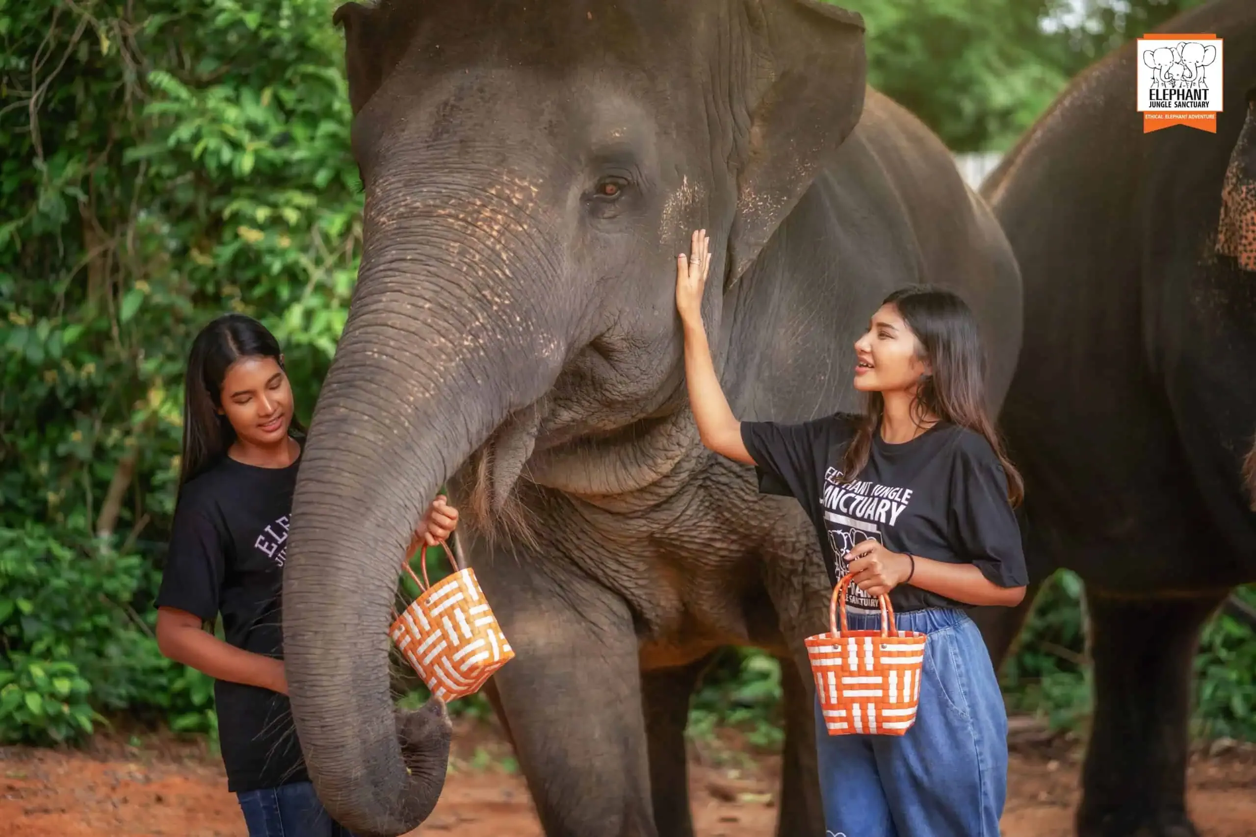 Feed Me Premium - Elephant Jungle Sanctuary Phuket
