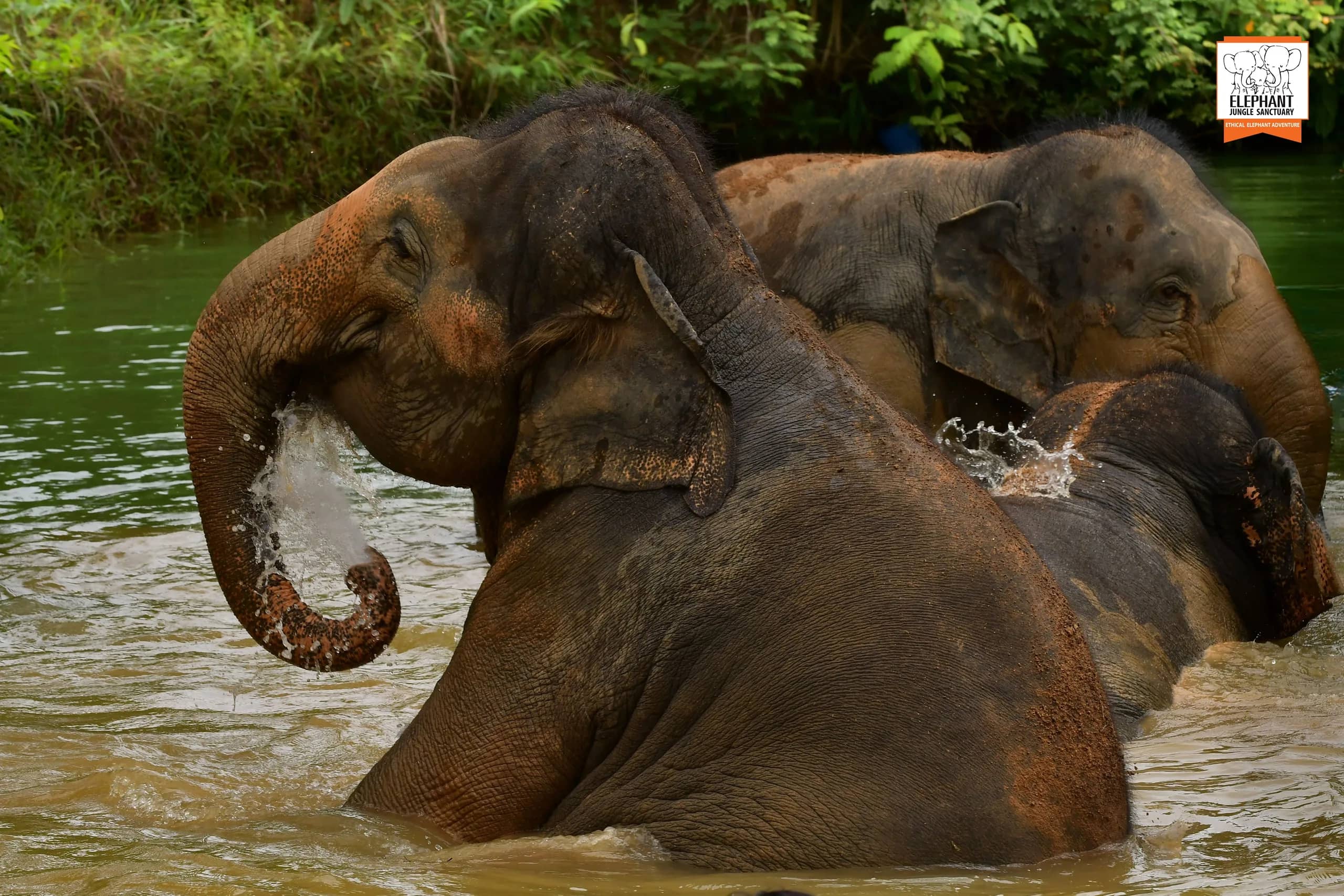 Feed Me Premium at Elephant Jungle Sanctuary Phuket (photo 2)