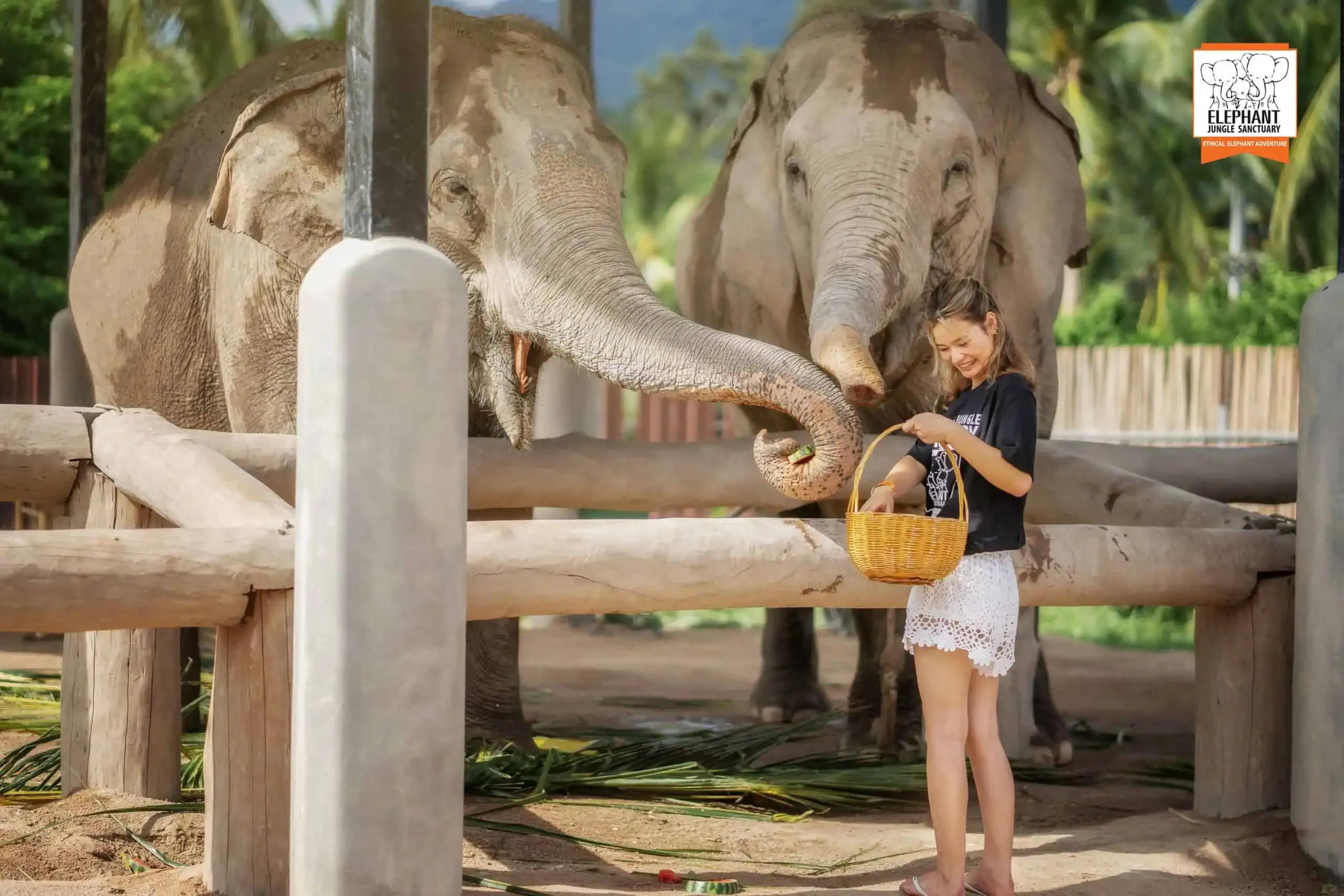 Feed Me Premium - Elephant Jungle Sanctuary Samui