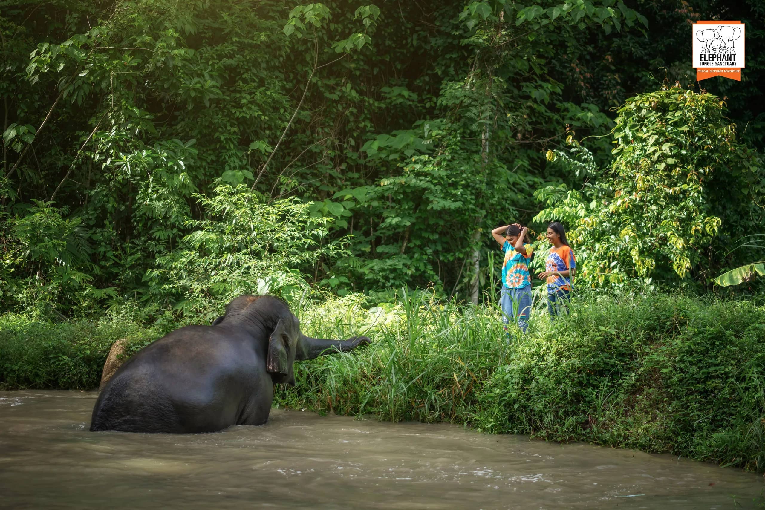 Feed Me Premium at Elephant Jungle Sanctuary Samui (photo 4)