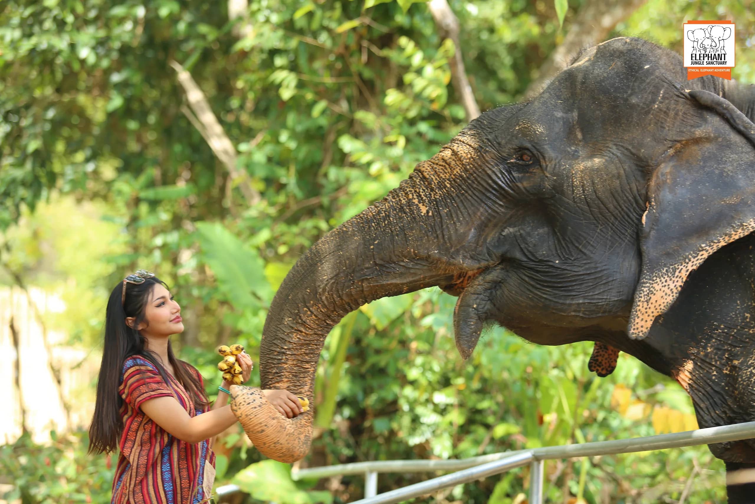 Feed Me Premium at Elephant Jungle Sanctuary Samui (photo 5)
