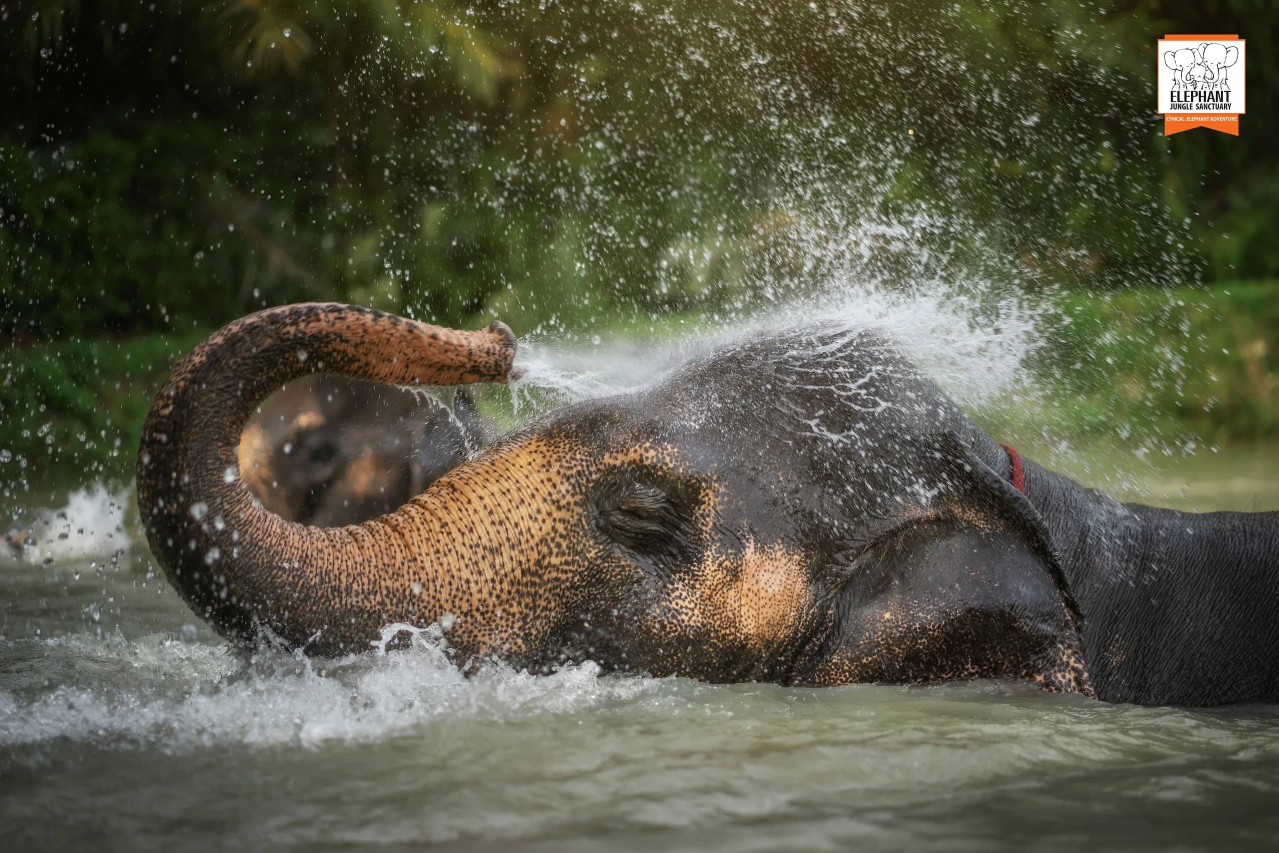 Feed Me Premium at Elephant Jungle Sanctuary Samui (photo 6)