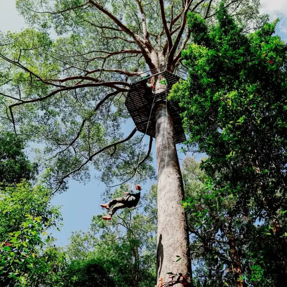 A rider in a harness abseils down from a platform built around a towering jungle tree
