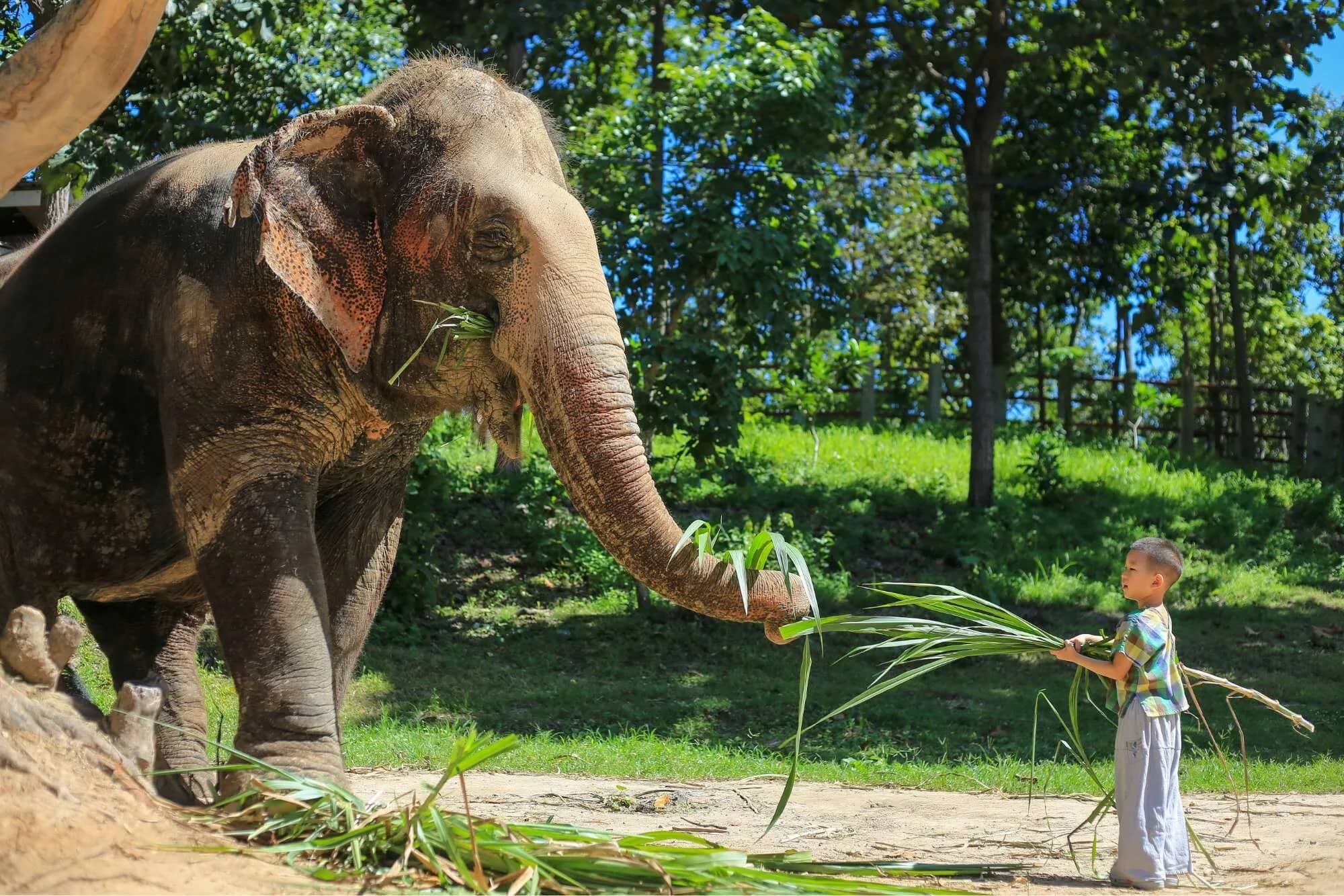 Full Day Elephant Care - Mae Rim Elephant Sanctuary