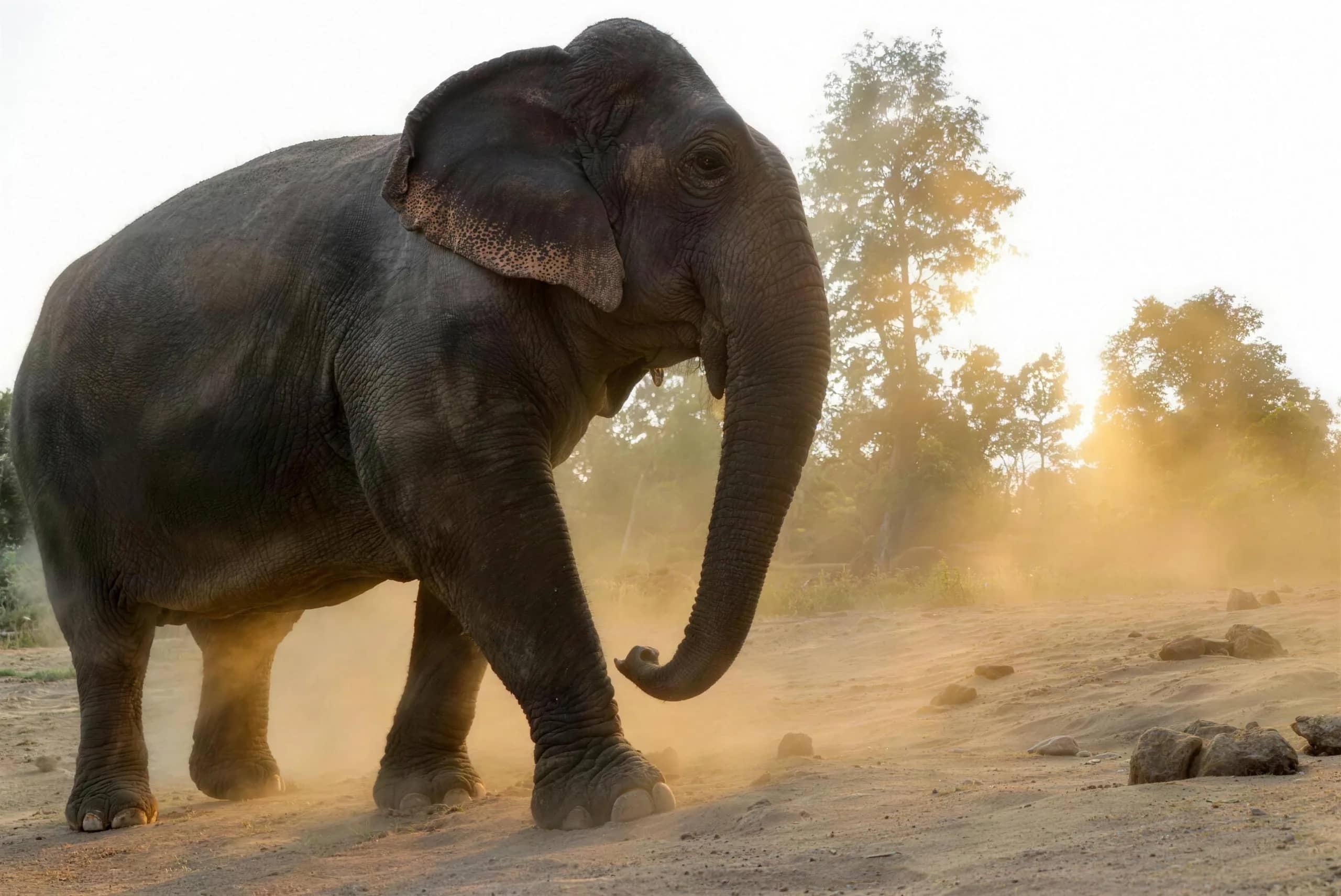 An elephant walks across dusty ground with sunlight and trees glowing behind it