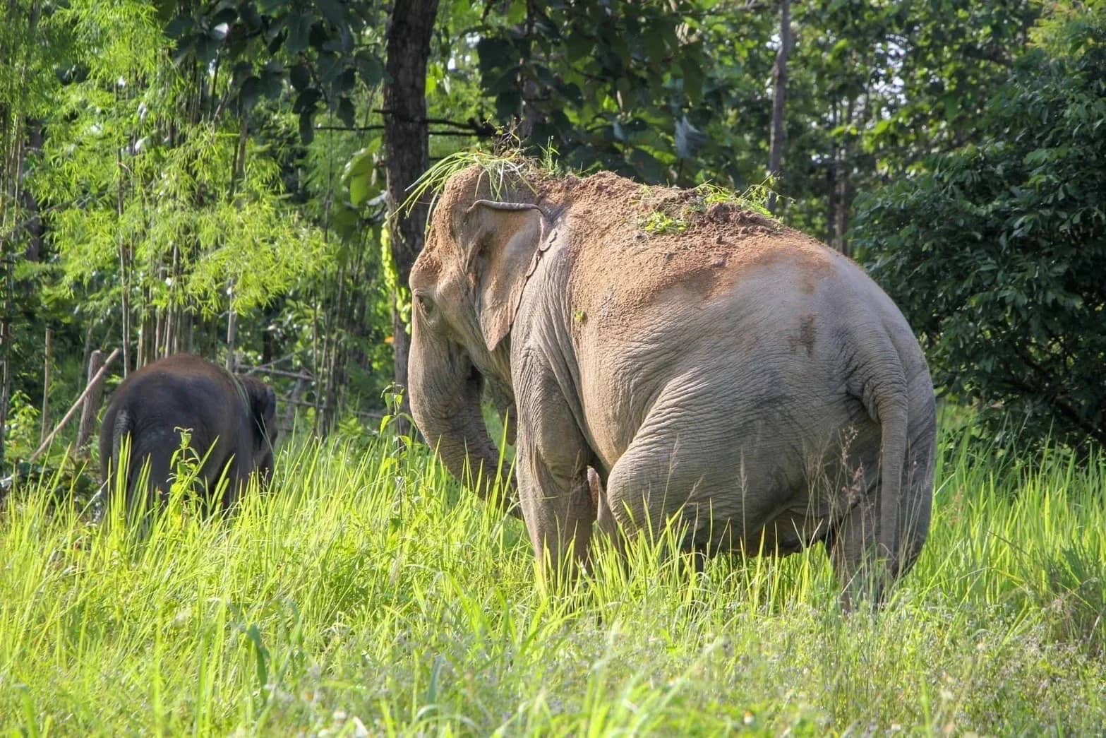 Elephant Care + Sticky Waterfall Tour - photo 6