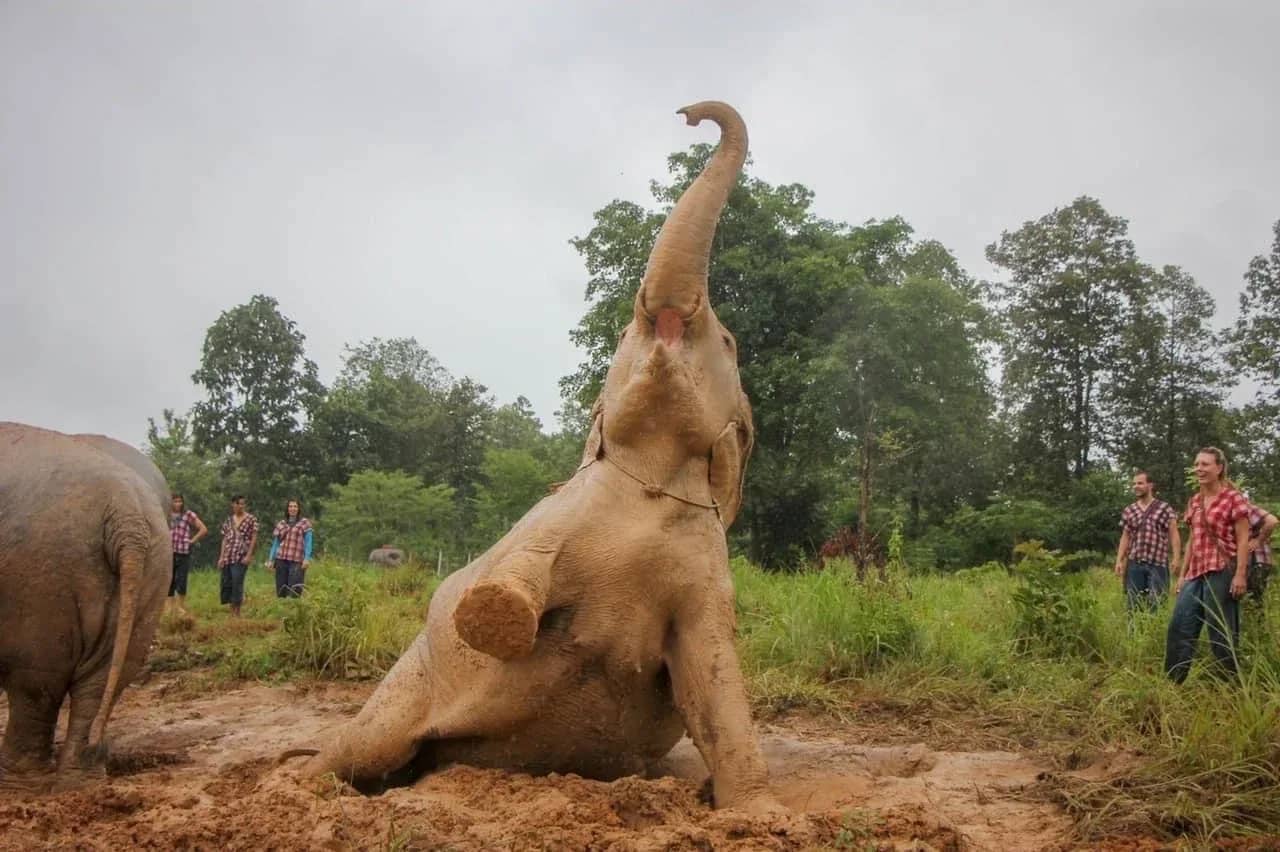 Full Day Elephant Care - Mae Rim Elephant Sanctuary - photo 5