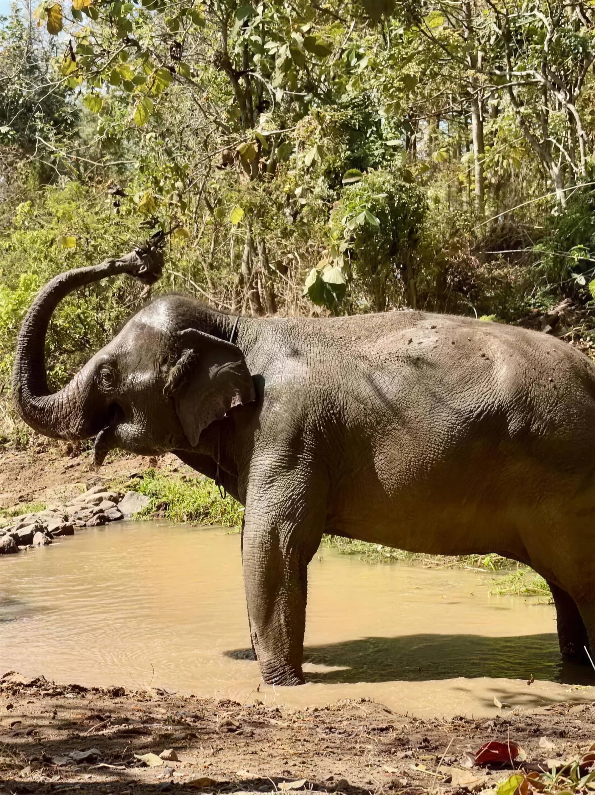 An elephant raises its trunk to spray water while standing in a muddy pond in the forest.