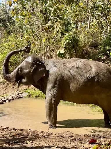 Full-Day Elephant Care + Sticky Waterfall
