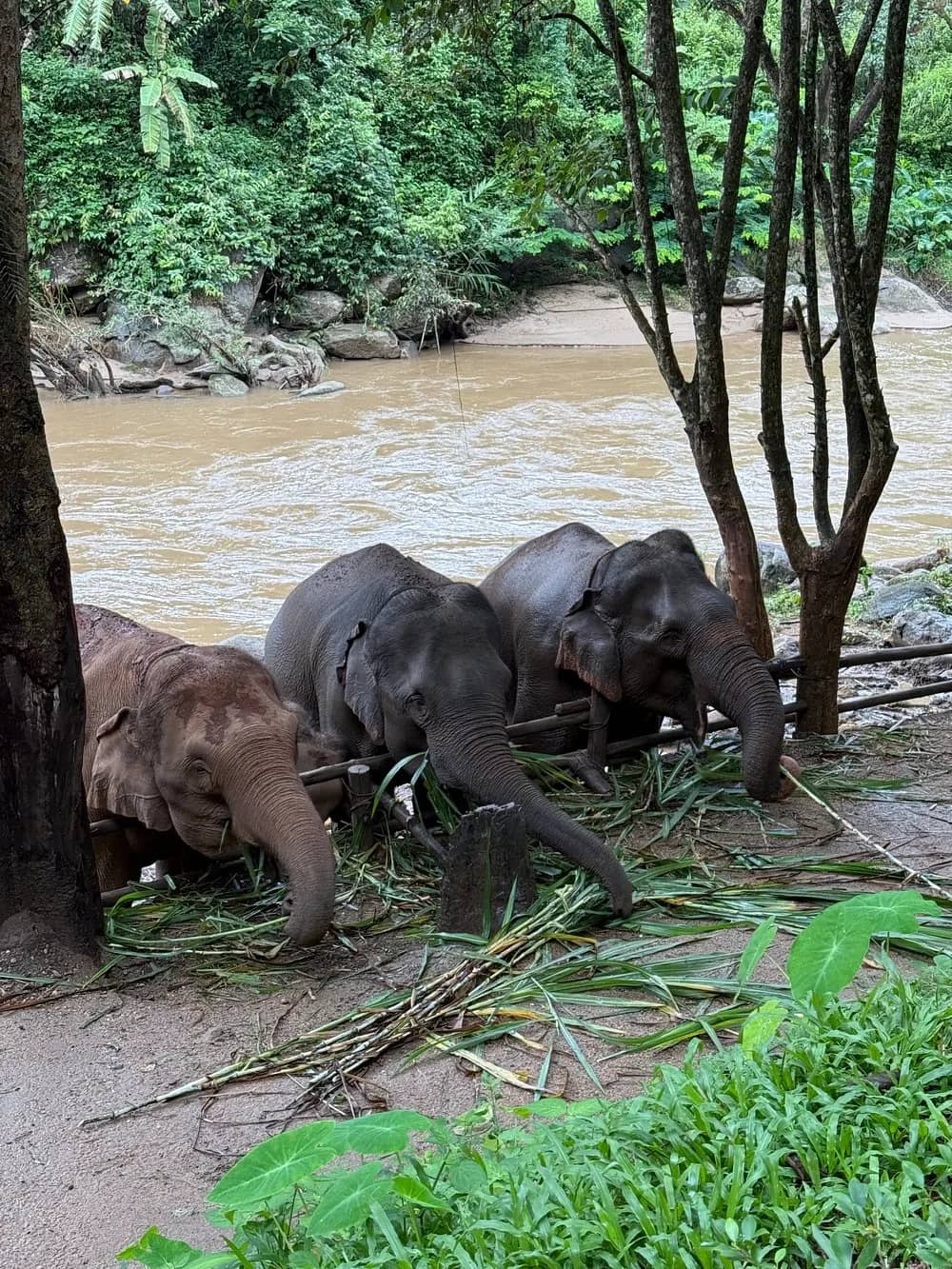 Full-Day Elephant Care + Sticky Waterfall - photo 4