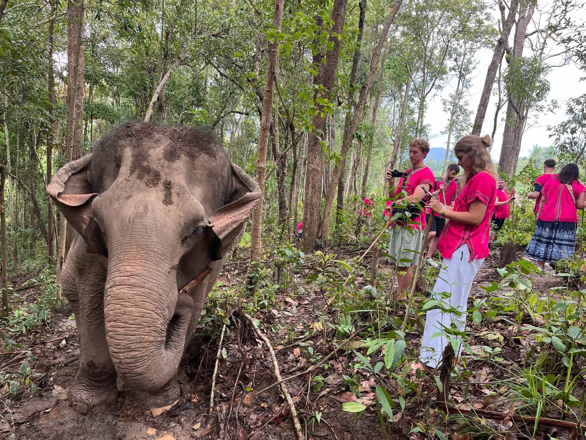 Elephant Observation & Bamboo Rafting - photo 5