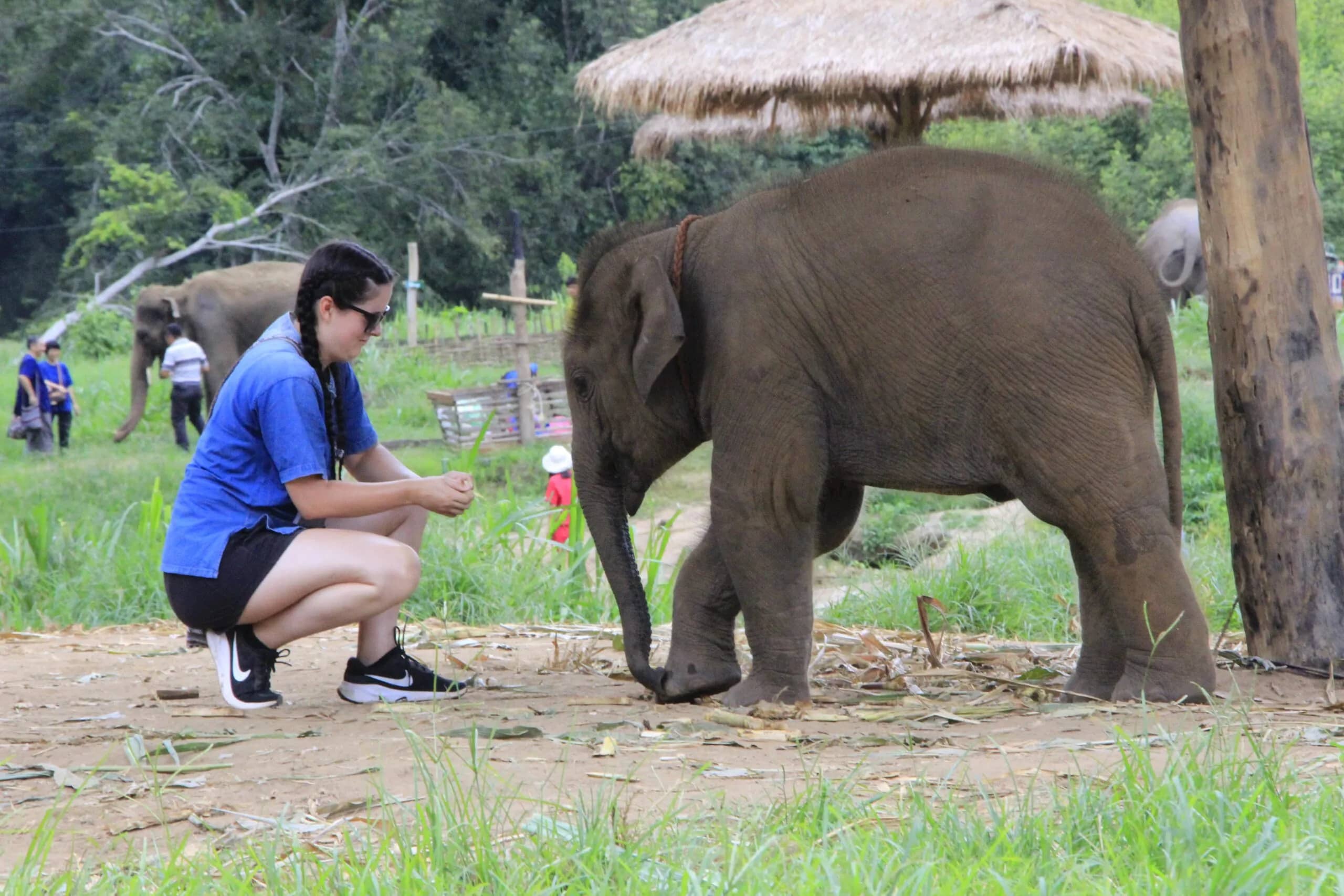 Full Day Elephant Sanctuary & Pad Thai Cooking Experience - photo 2