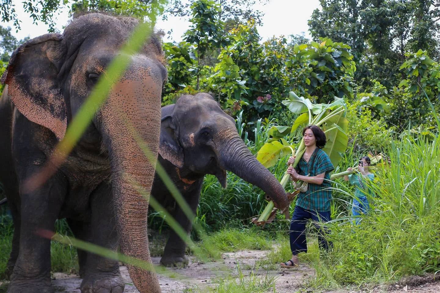 Half Day Afternoon - Mae Rim Elephant Sanctuary - photo 4