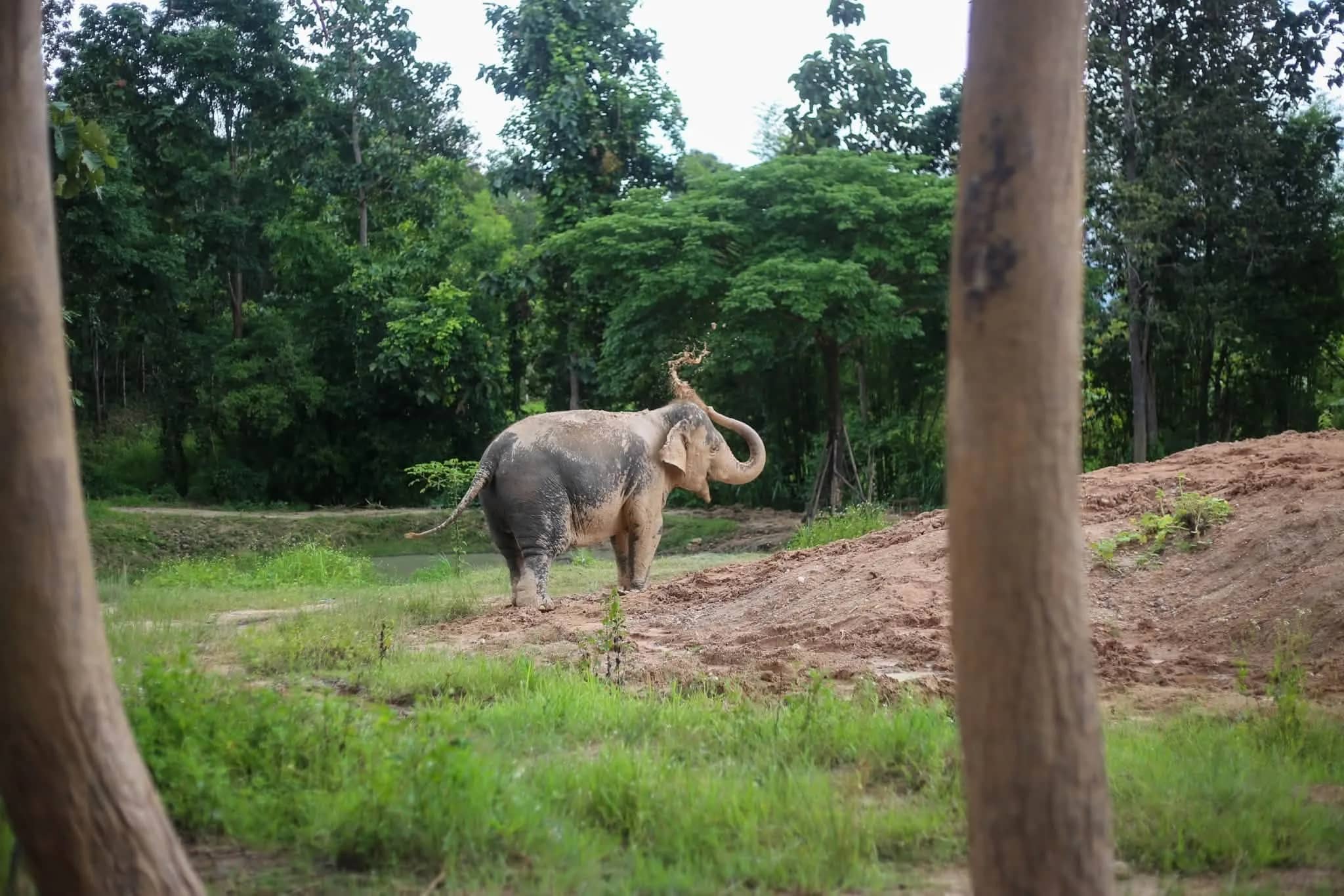 Half Day Afternoon - Mae Rim Elephant Sanctuary - photo 5