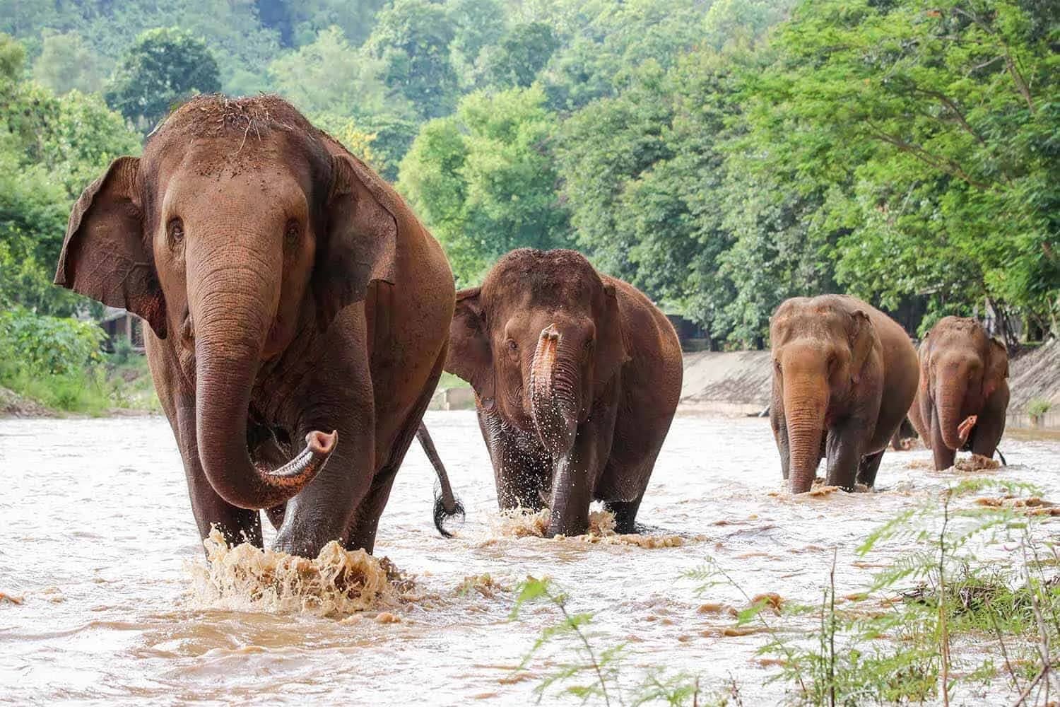 Half Day Afternoon Visit to Elephant Nature Park