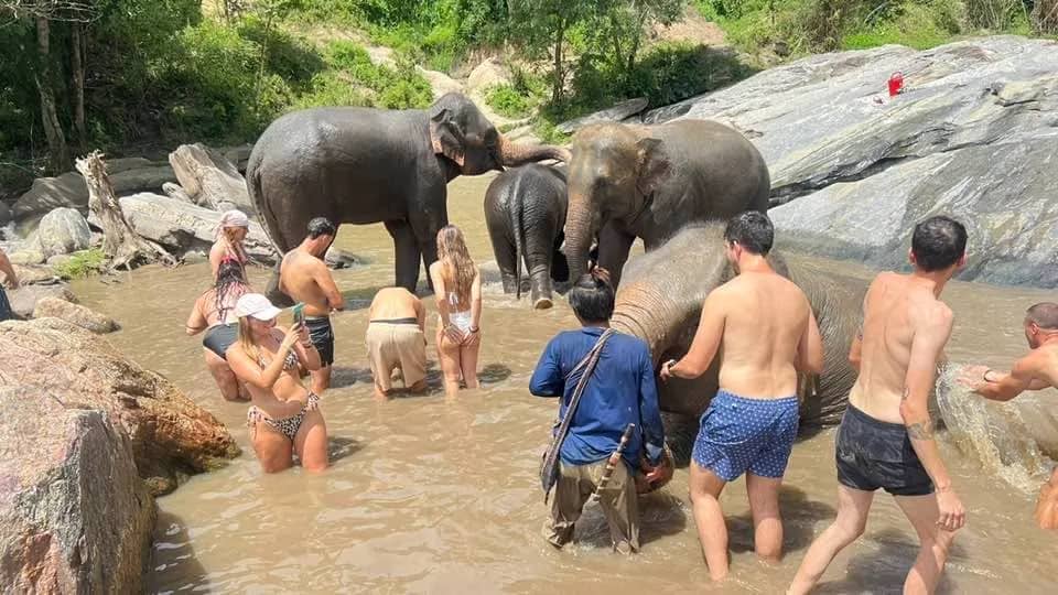 Half Day Afternoon Visit to Elephant Nature Park - photo 3