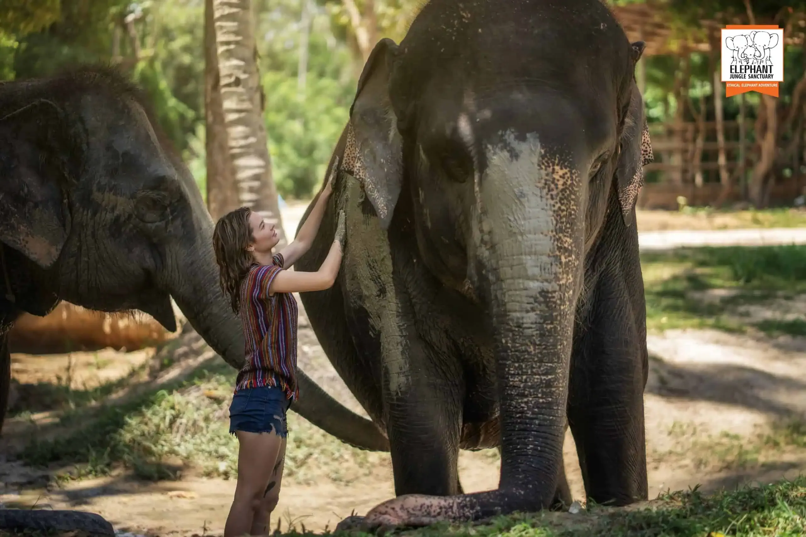 Half Day Care - Elephant Jungle Sanctuary Samui