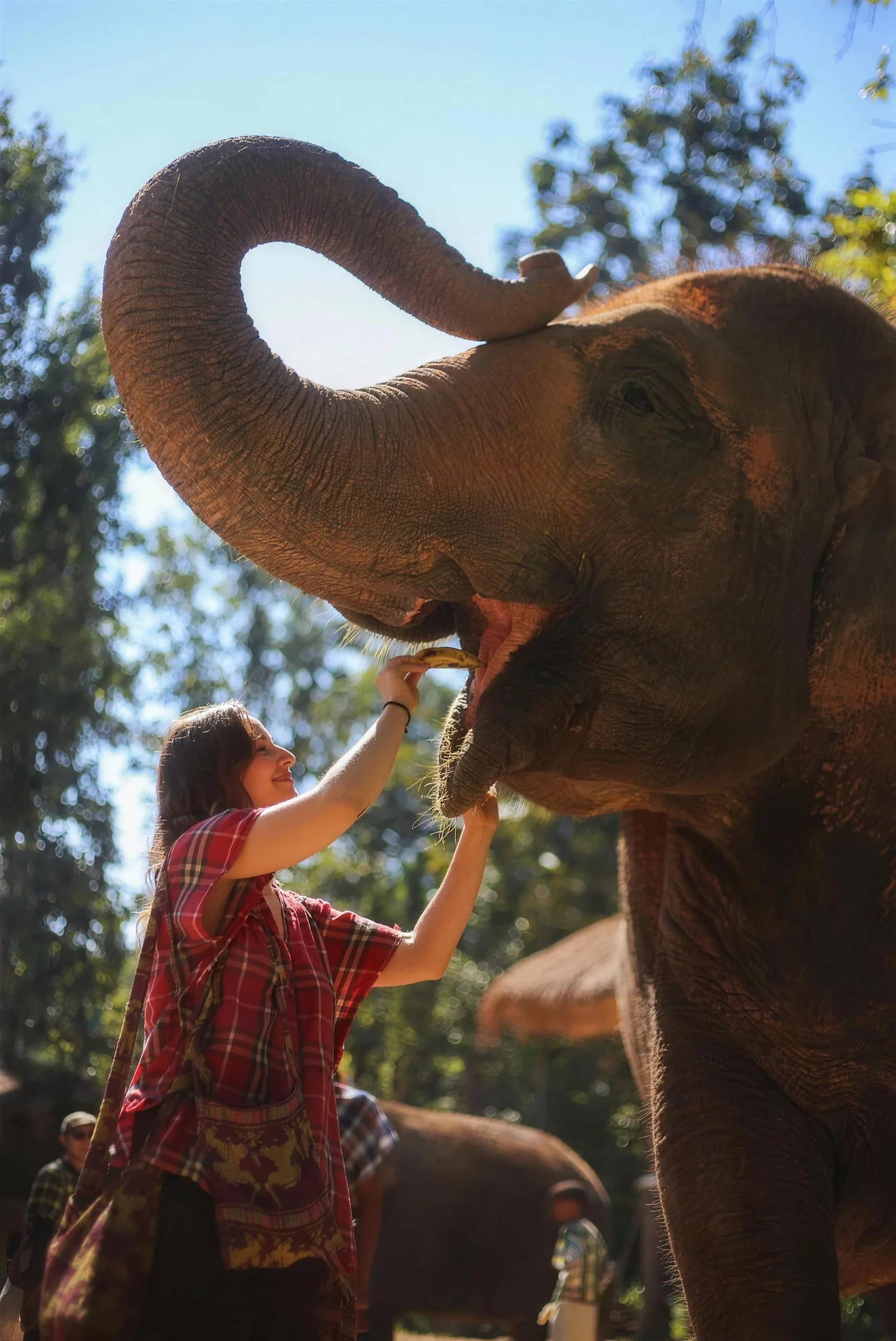 A visitor in a red Karen shirt places food into an elephant's open mouth as it raises its trunk