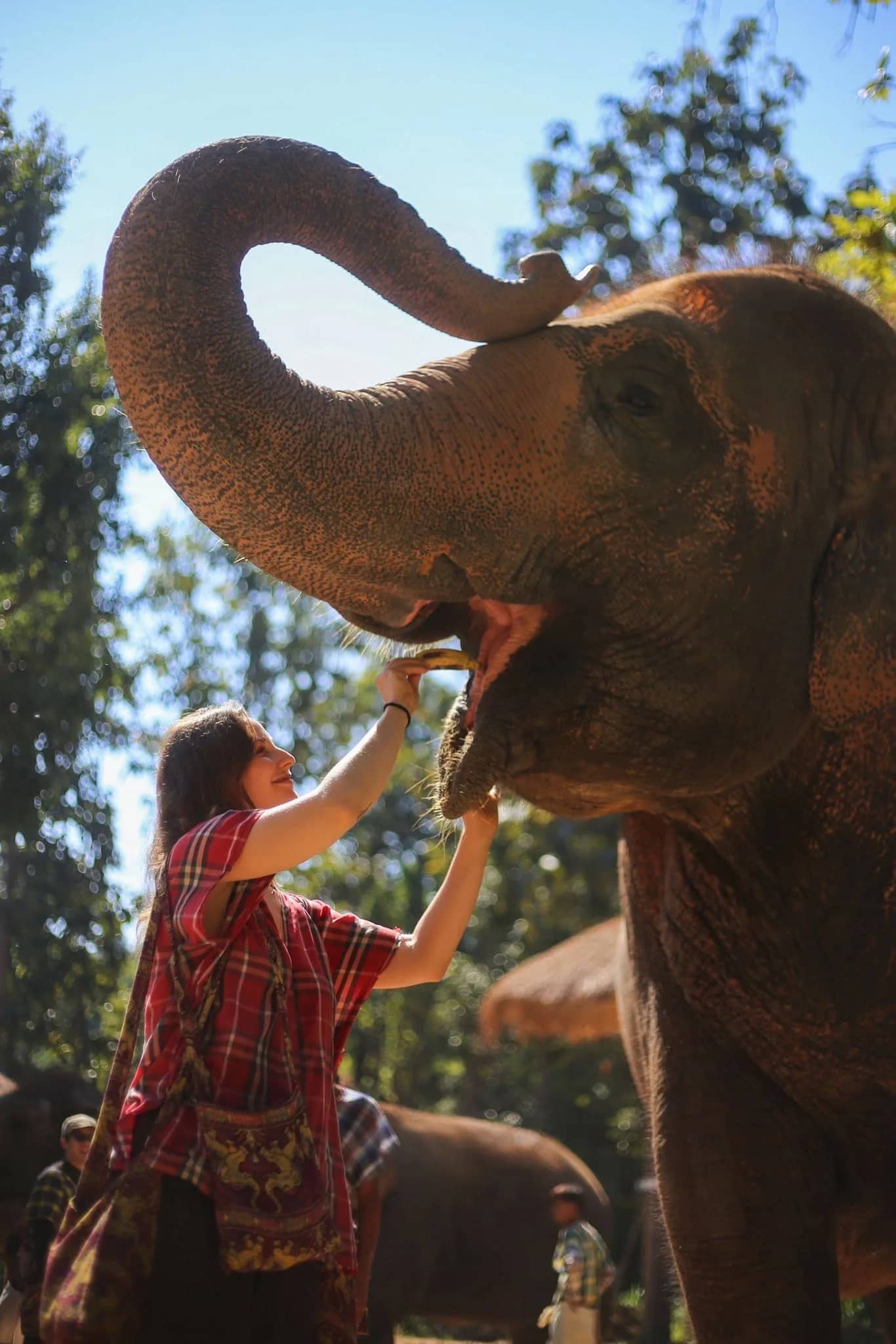 Elephant Care + Sticky Waterfall Tour - photo 3