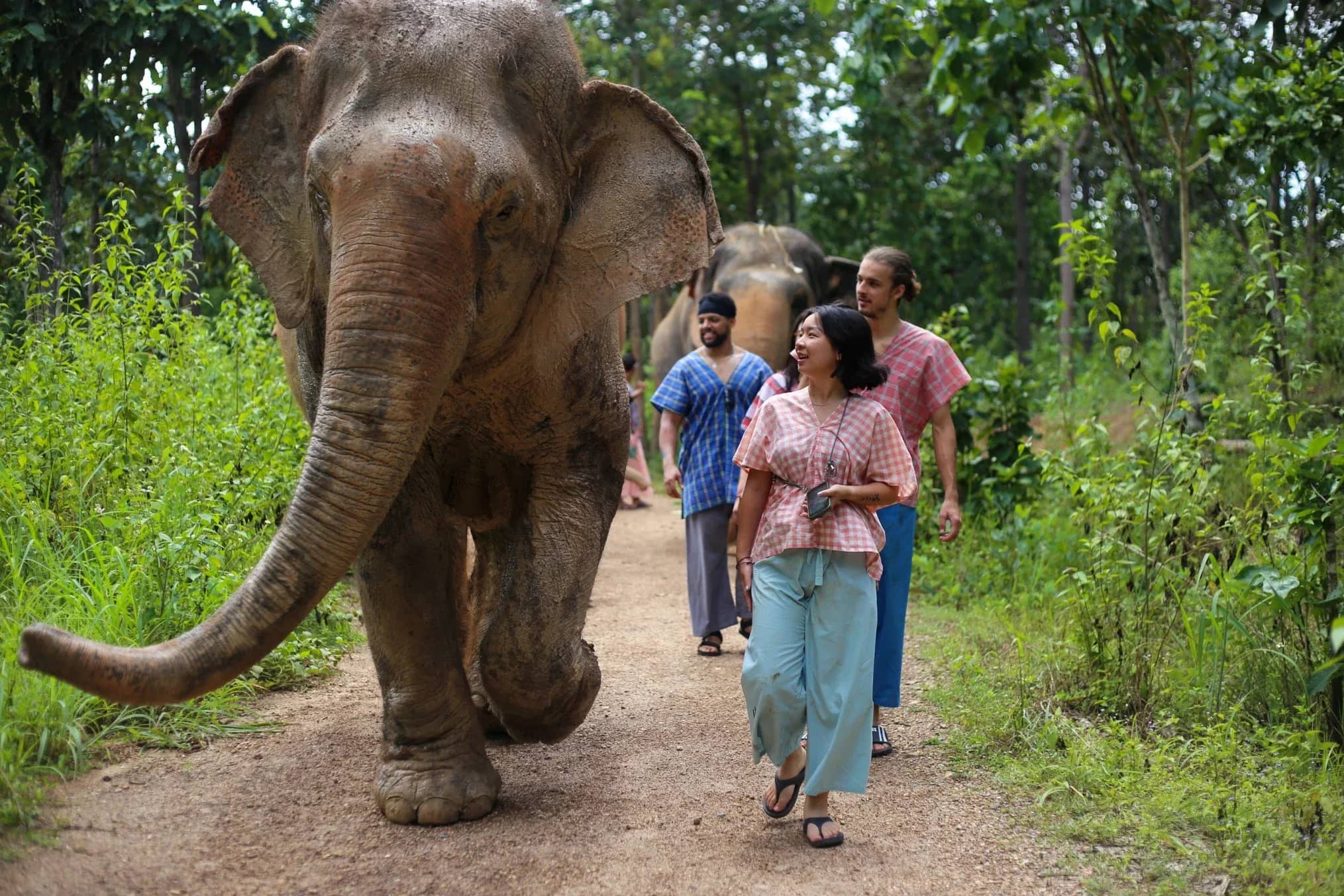 Elephant Care + Sticky Waterfall Tour
