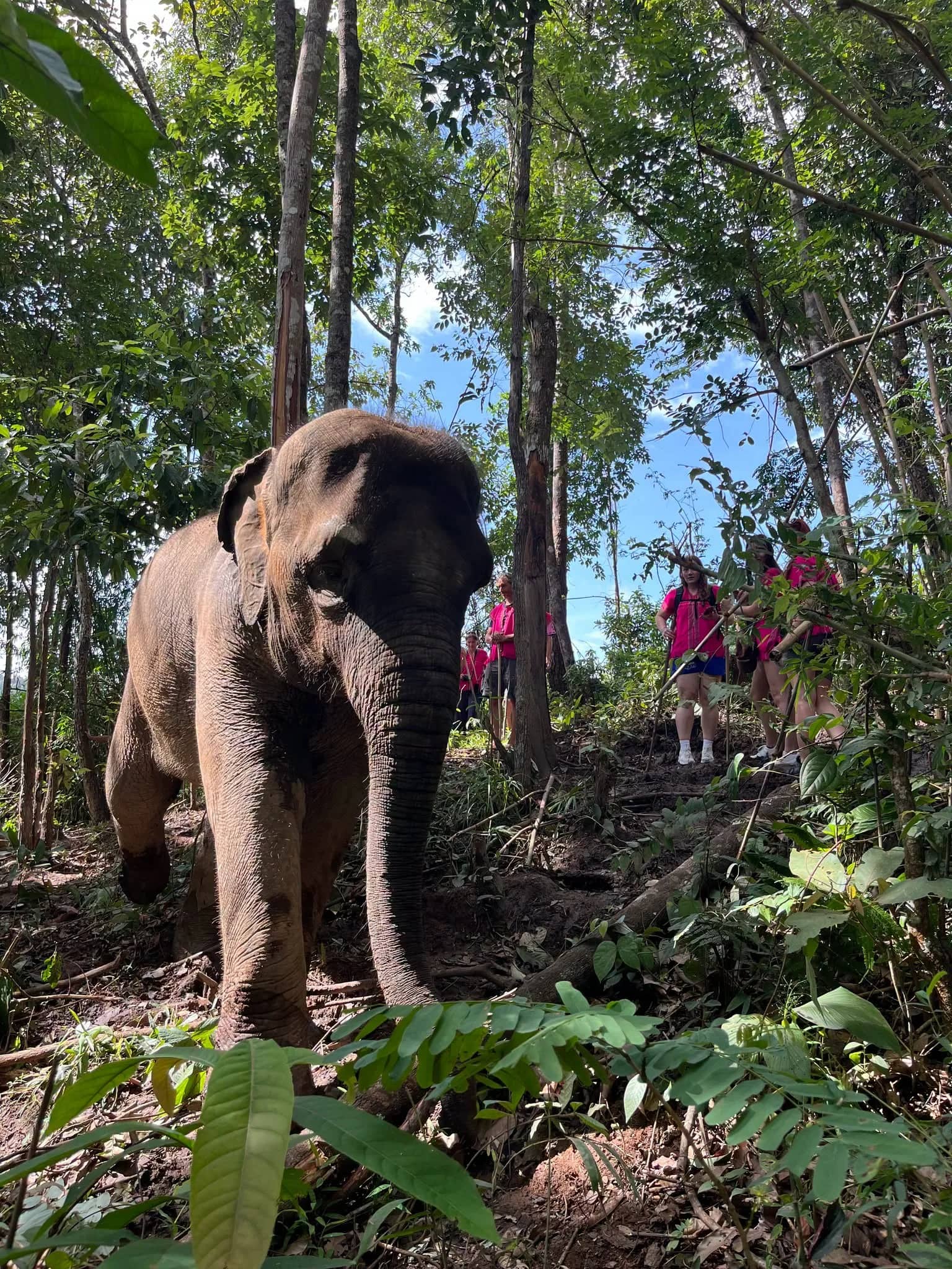 Half Day Elephant Observation & Cultural Activities (Morning) - photo 3