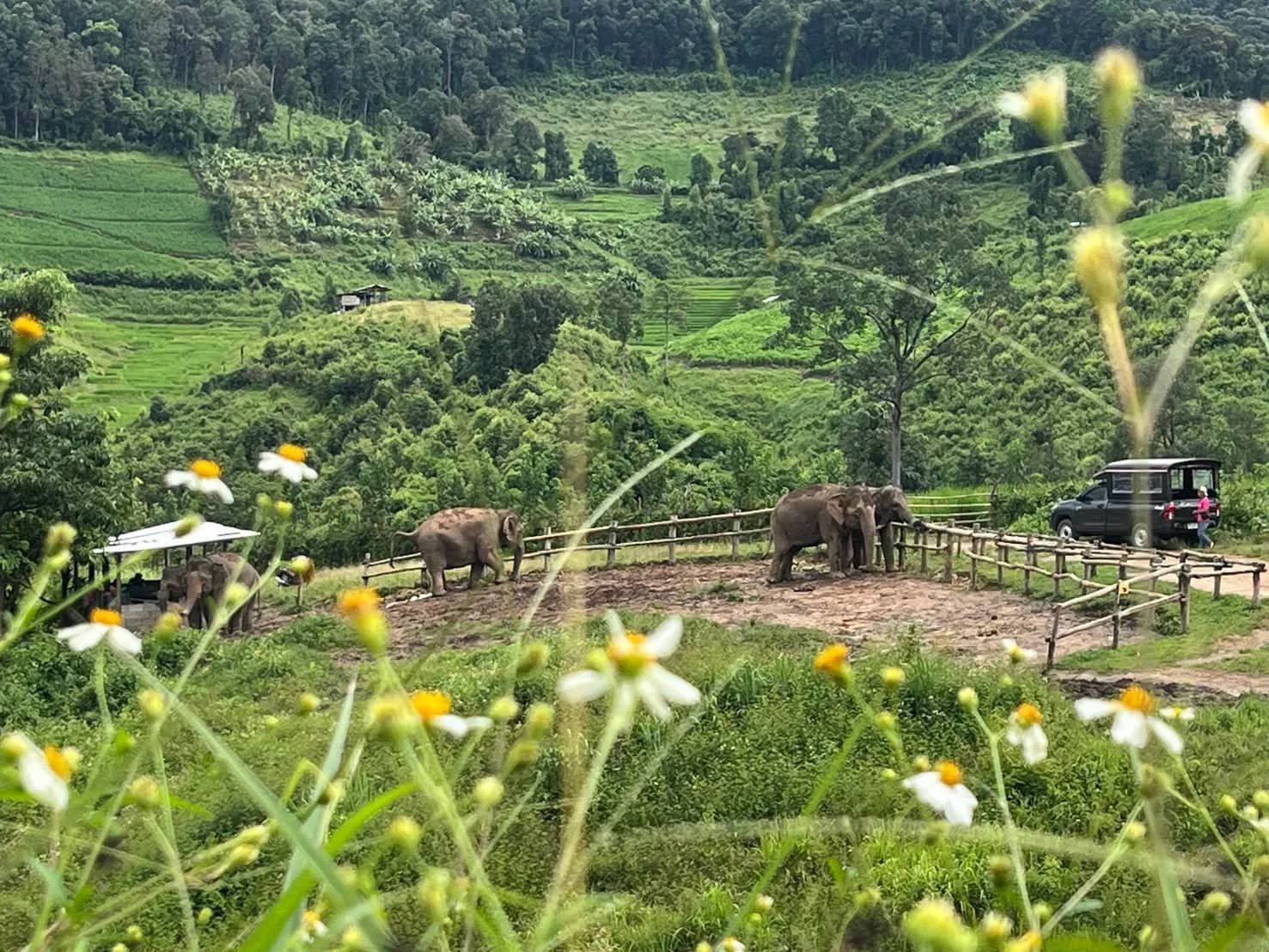 Half Day Elephant Observation & Cultural Activities (Morning) - photo 6