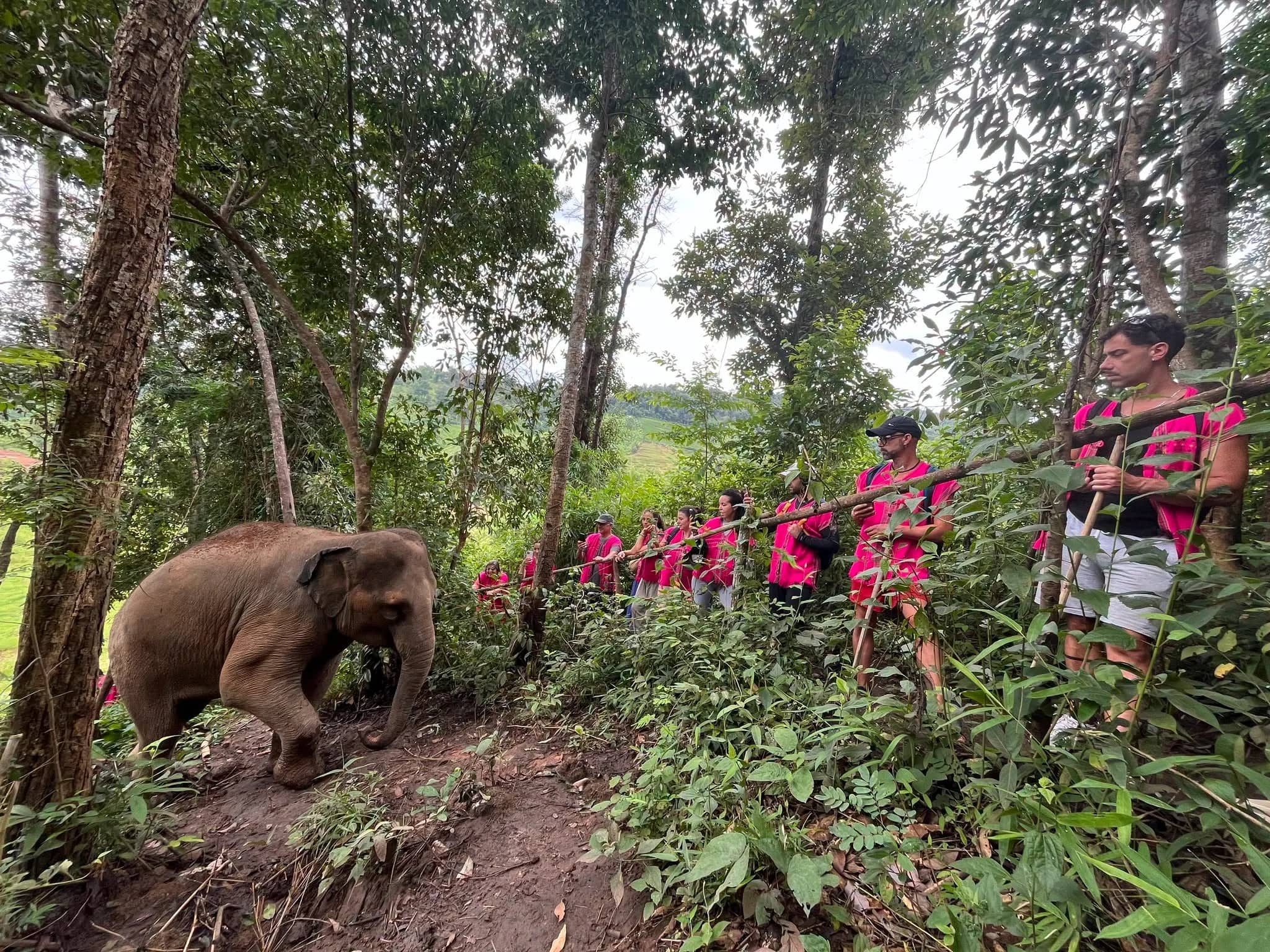 Half Day Elephant Observation & Cultural Activities (Afternoon)