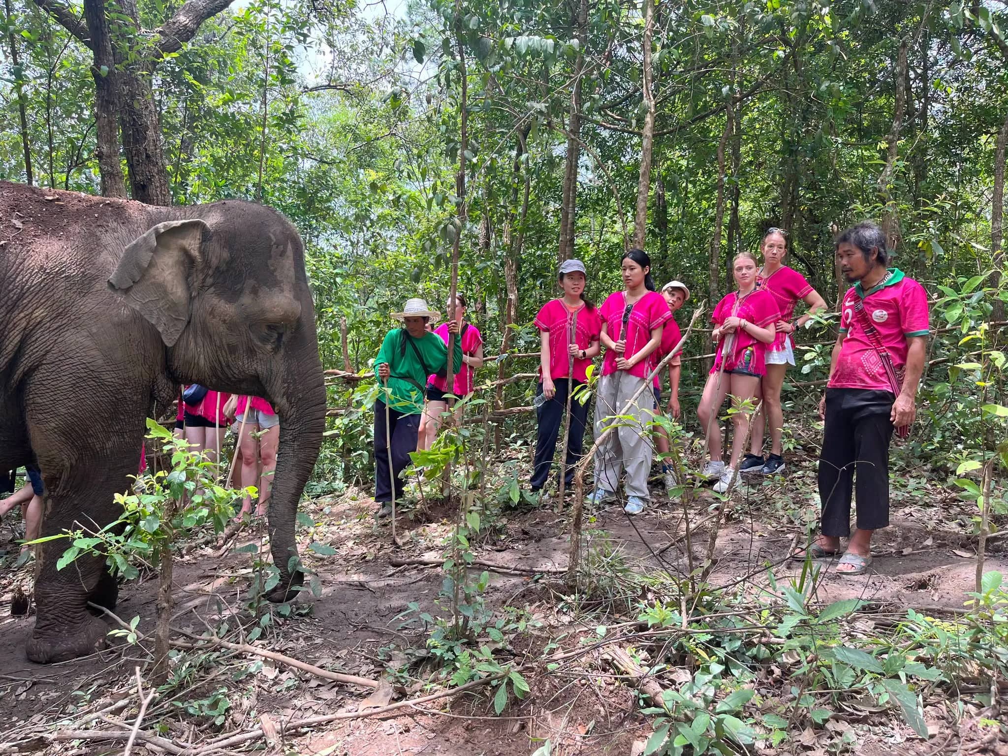 Half Day Elephant Observation & Cultural Activities (Afternoon) - photo 4