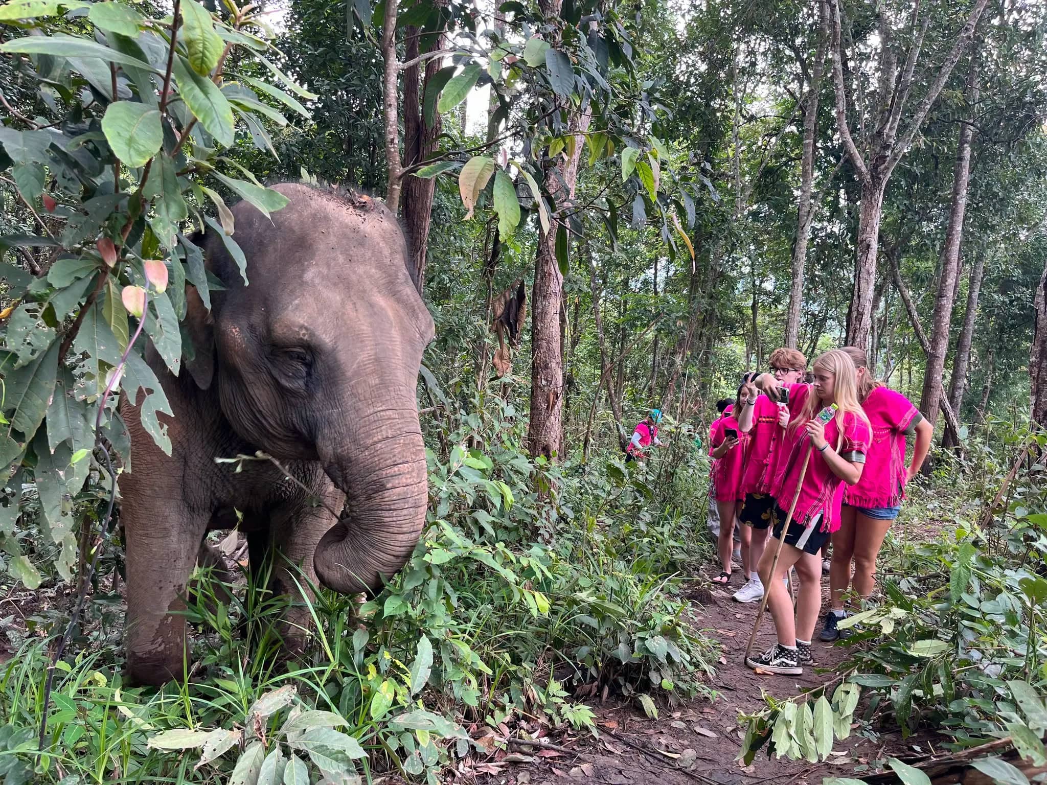 Half Day Elephant Observation & Cultural Activities (Afternoon) - photo 5